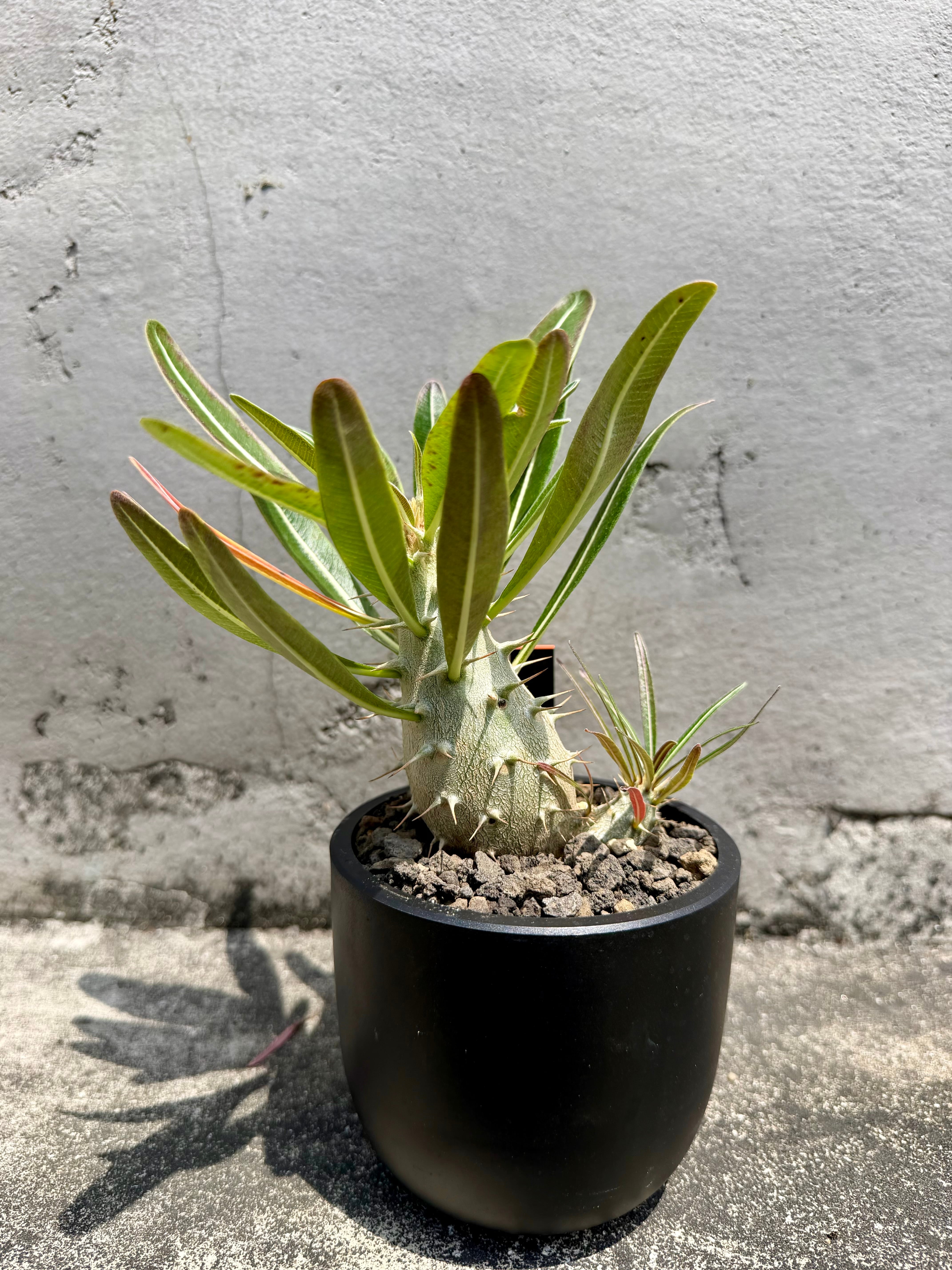現物】Billbergia 'Dippin Dots'（ビルベルギア ディッピンドッツ