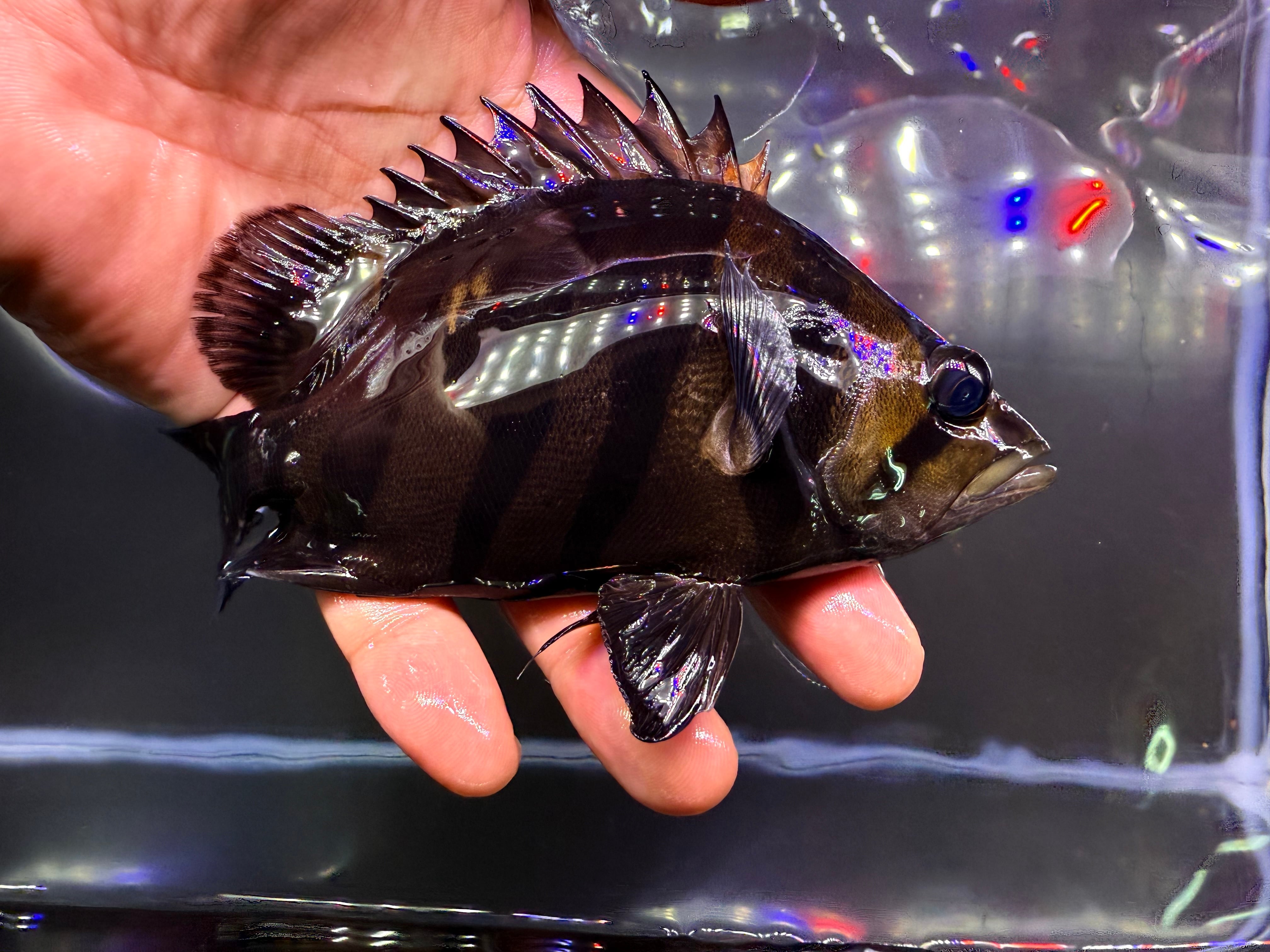 G01⑦ ダトニオプラスワン 18㎝前後 パーフェクトバンド | アクア