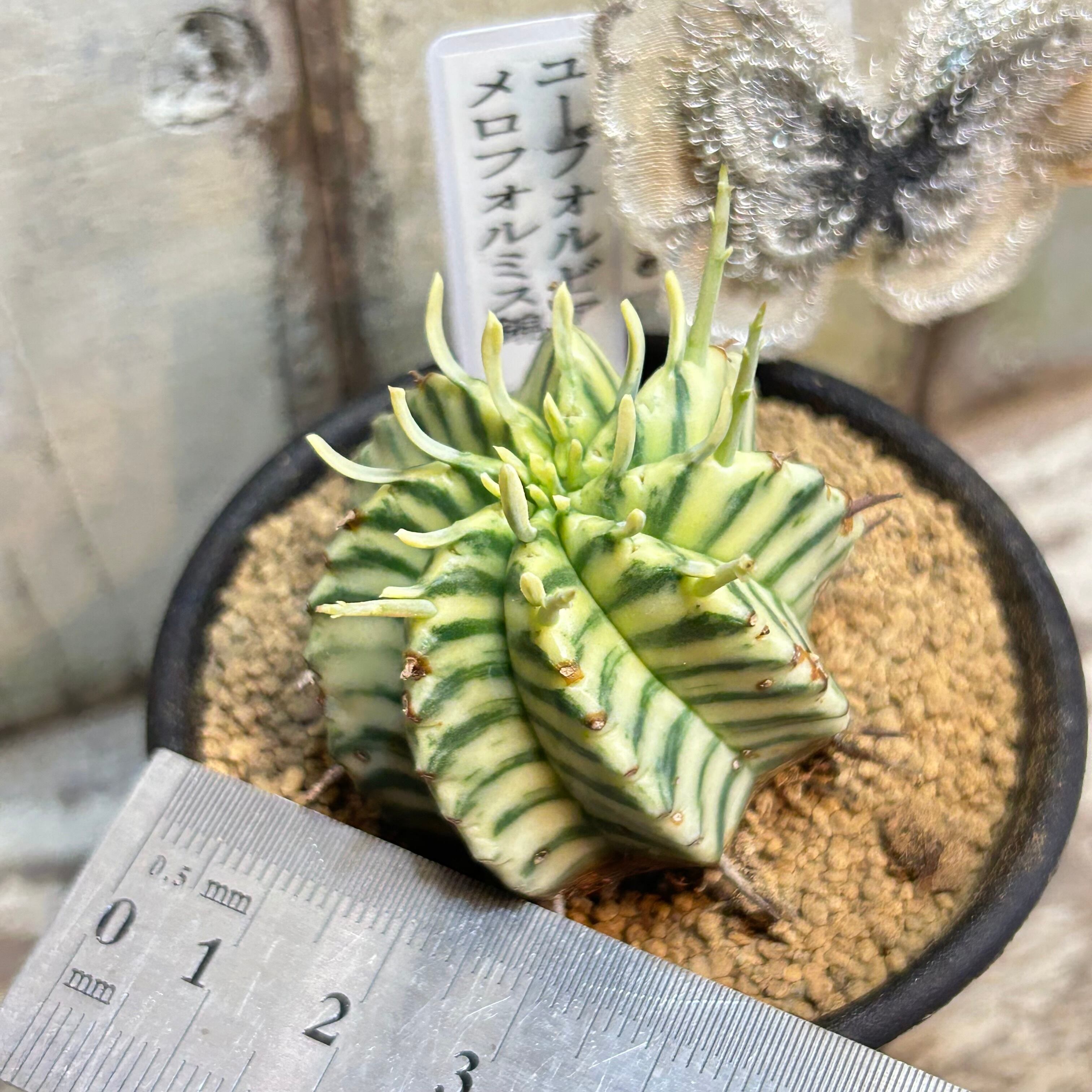 B)ユーフォルビア メロフォルミス錦 | RuPo 多肉植物専門店