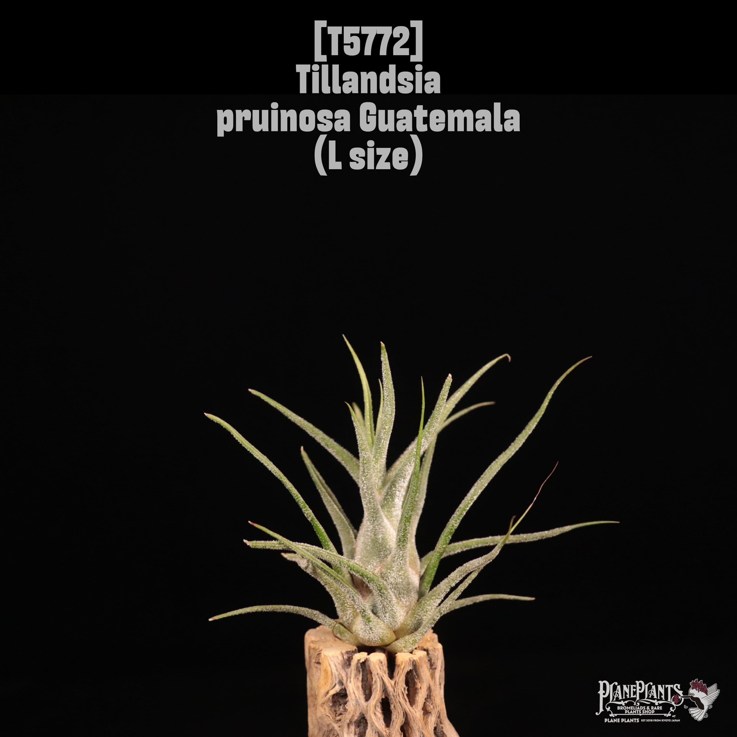Tillandsia pruinosa Guatemala L〔ティランジア〕T5772