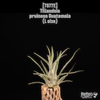 Tillandsia pruinosa Guatemala L〔ティランジア〕T5772