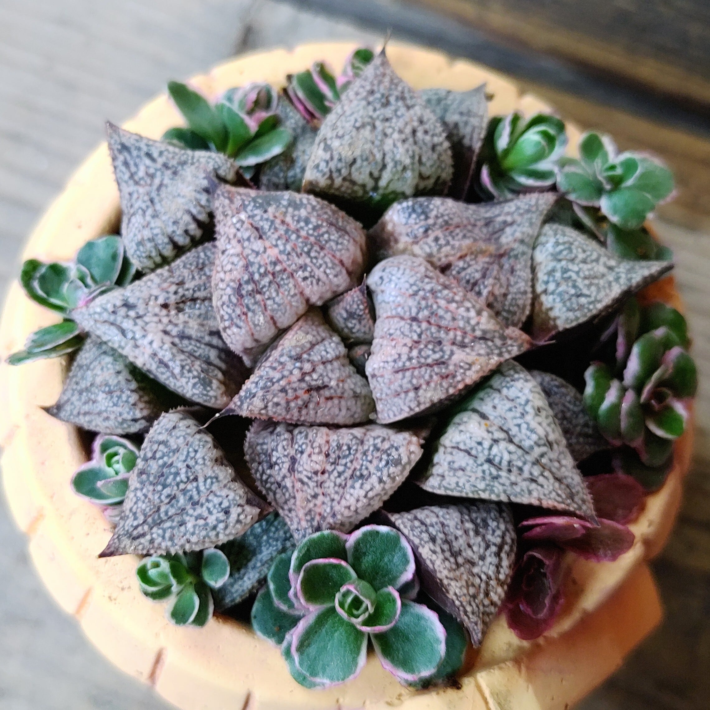 ハオルチア | RuPo 多肉植物専門店