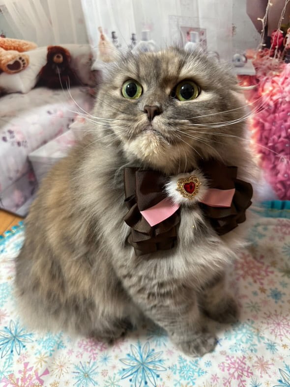 ハートチョーカー】グランデサイズ ミルク多めのカフェオレ 犬猫