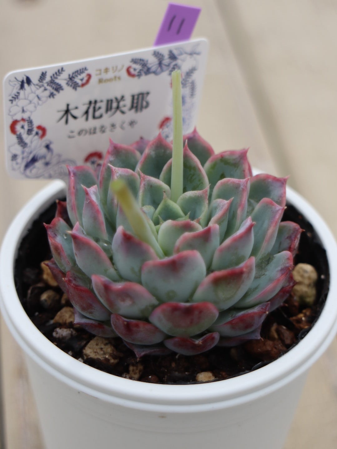 11 木花咲耶(このはなさくや)