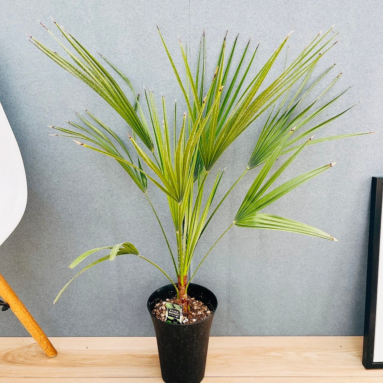 現品］【希少】93番 フィロデンドロン セローム ゴールドリーフ 8号