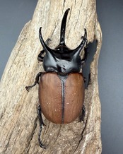 【WD】《サンボンヅノカブト 77mm ペア》