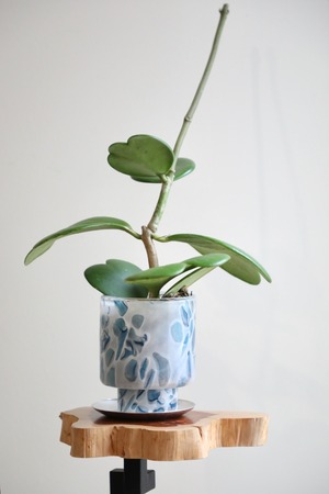 【S】ホヤ ケリー/Hoya　※ガラスポット付き