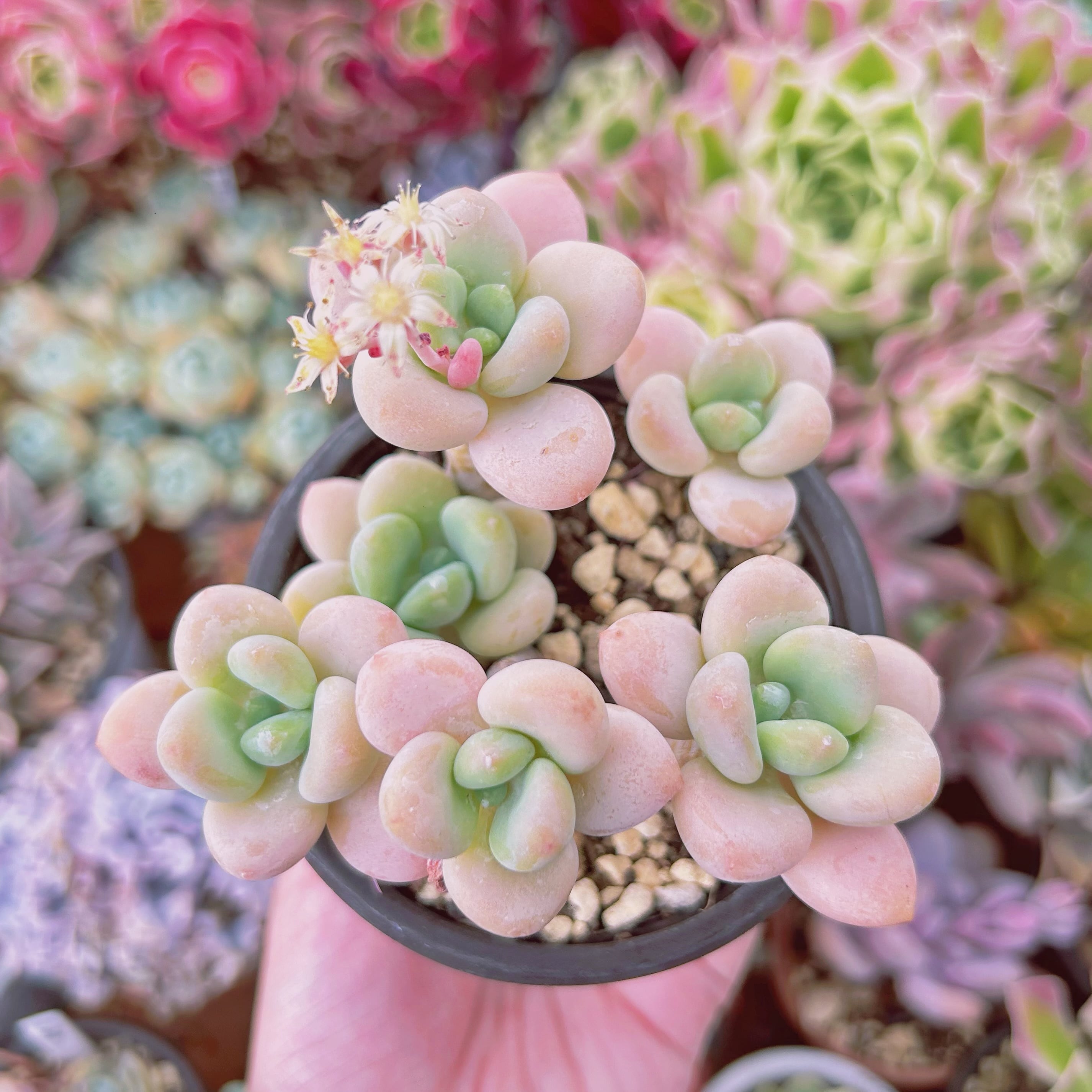 現物 多肉植物 シャボン玉 抜き苗 | るる農園~多肉植物専門