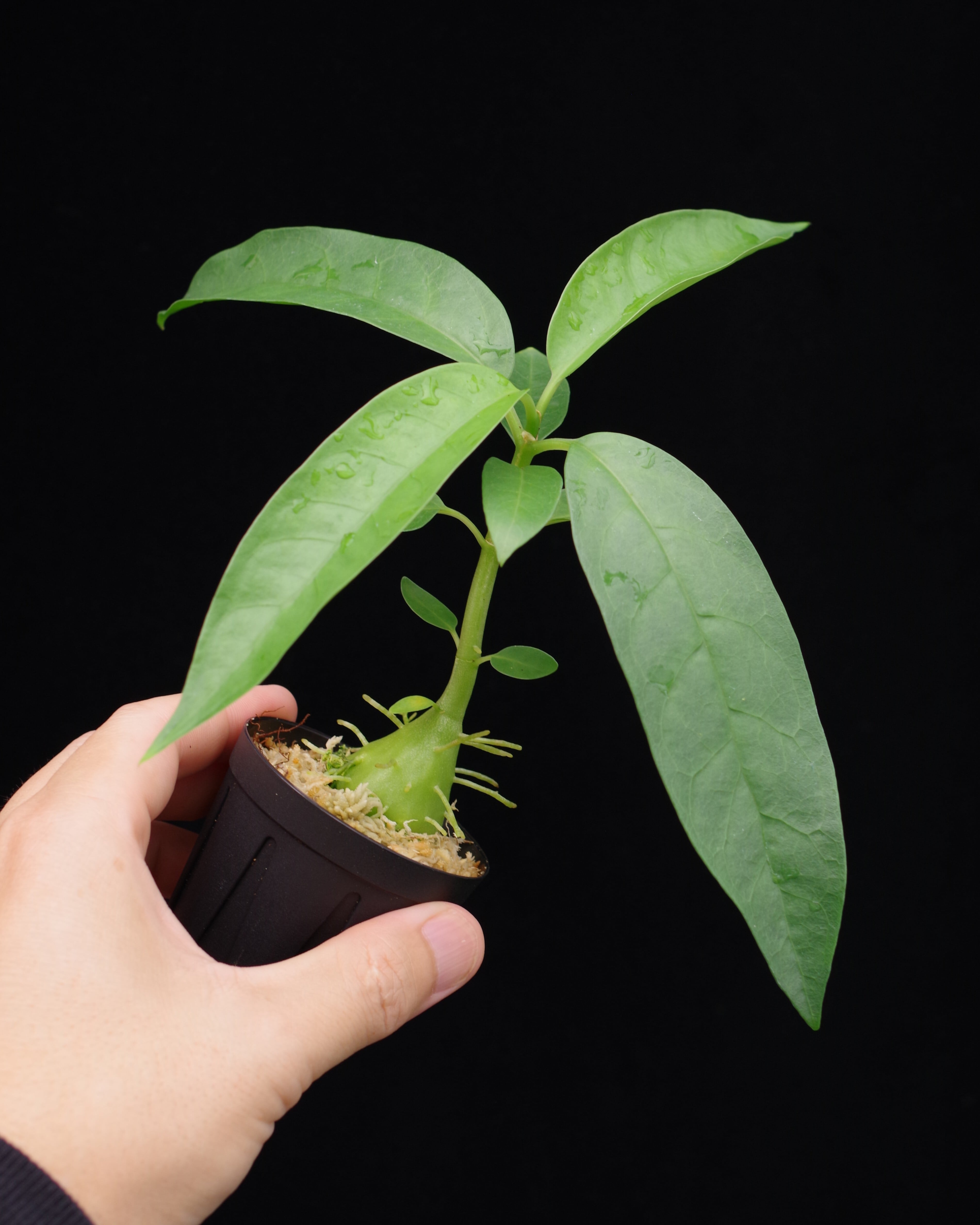 Hydnophytum sp. Oro prov. | 伊藤蟻植物農園