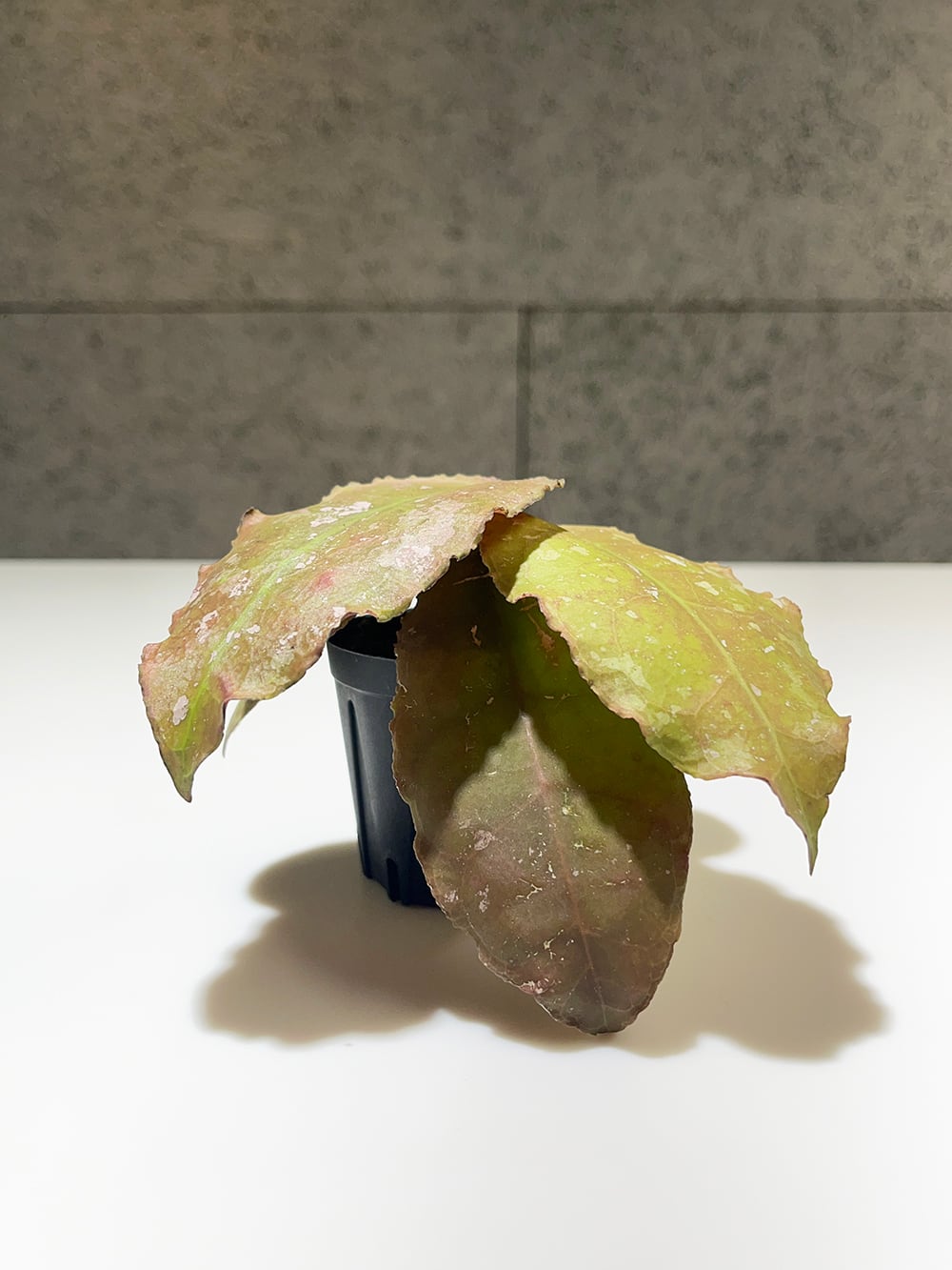 ホヤ ウンデュラータ【Hoya undulata】 | acore Inc.