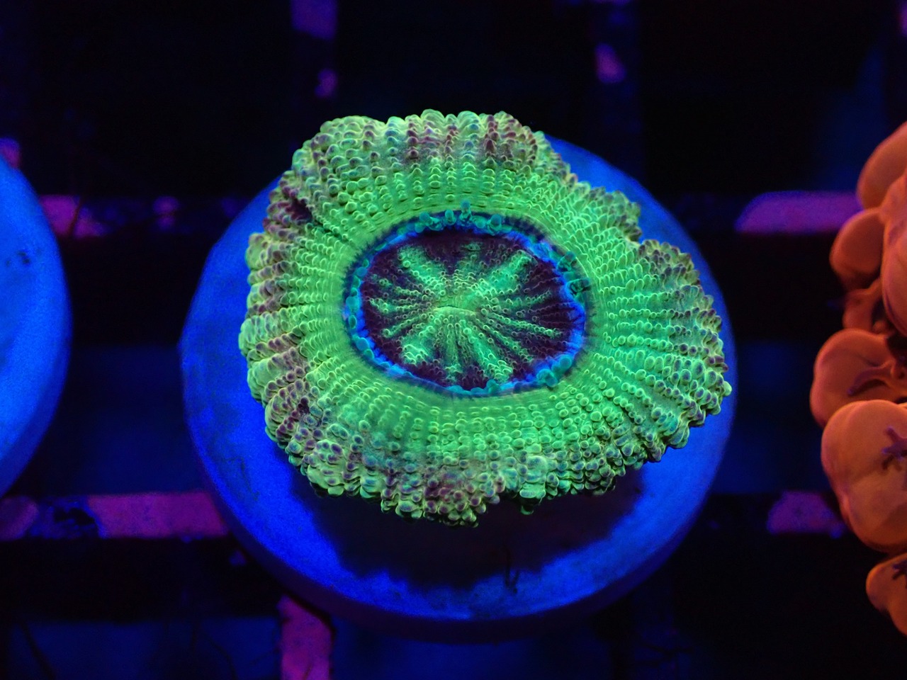 Loadhowensis BossCollection 4