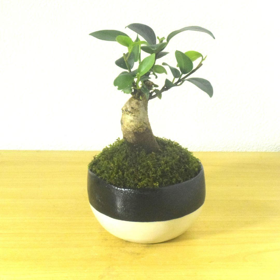 POTOCO ガジュマル 個性的 観葉植物 陶器鉢 盆栽 豆盆栽 インテリア