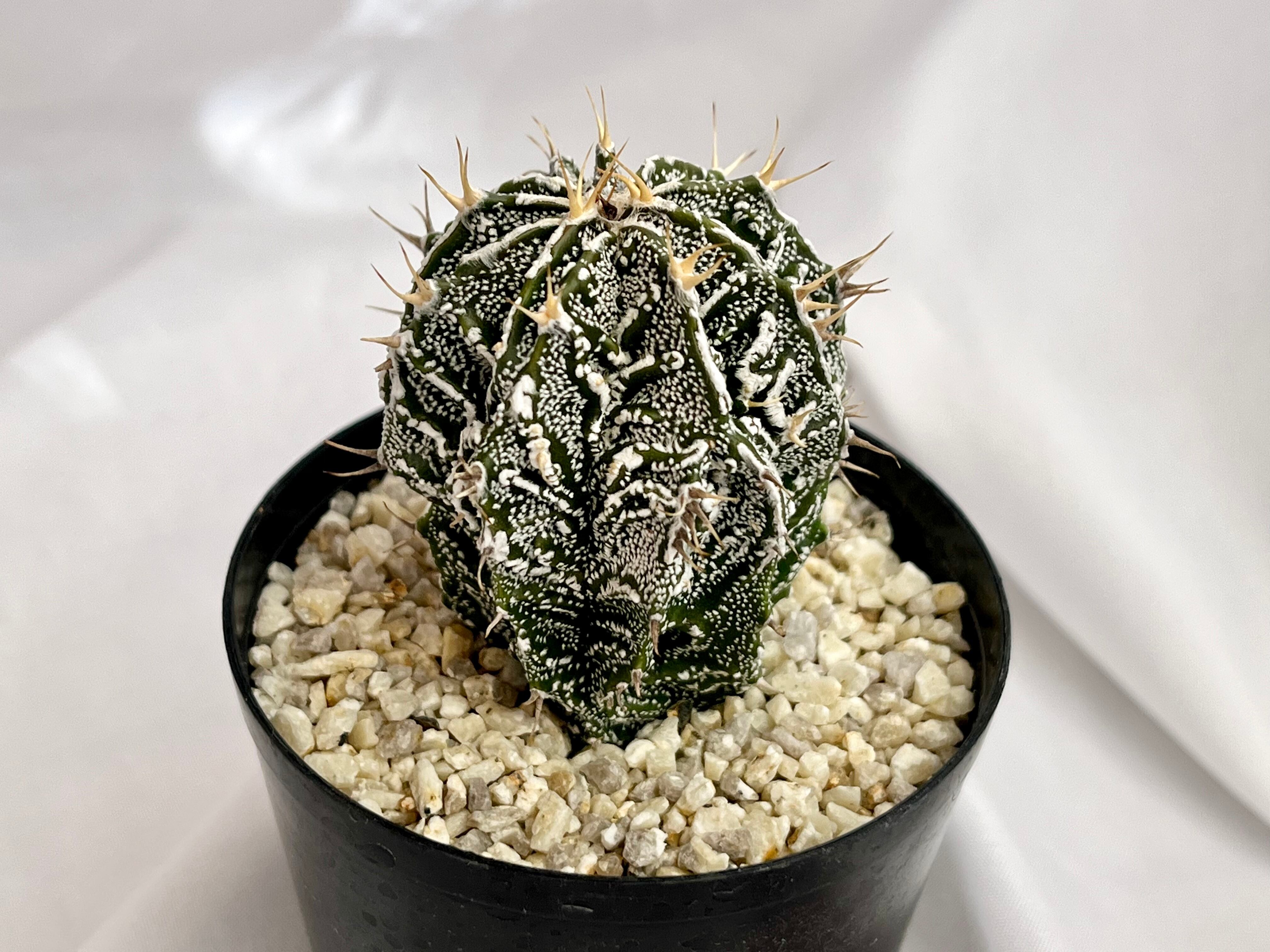Astrophytum ornatum f. アストロフィツム 白条複隆般若 ライオン般若