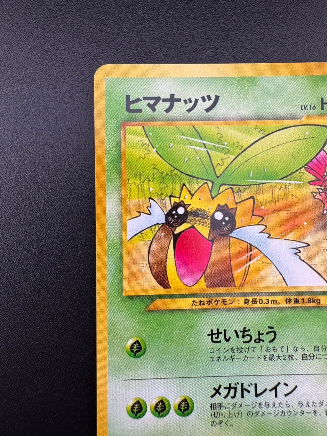 PSA10 ヒマナッツ ポケモンカードになったワケ 4巻 プロモ 旧裏面 191