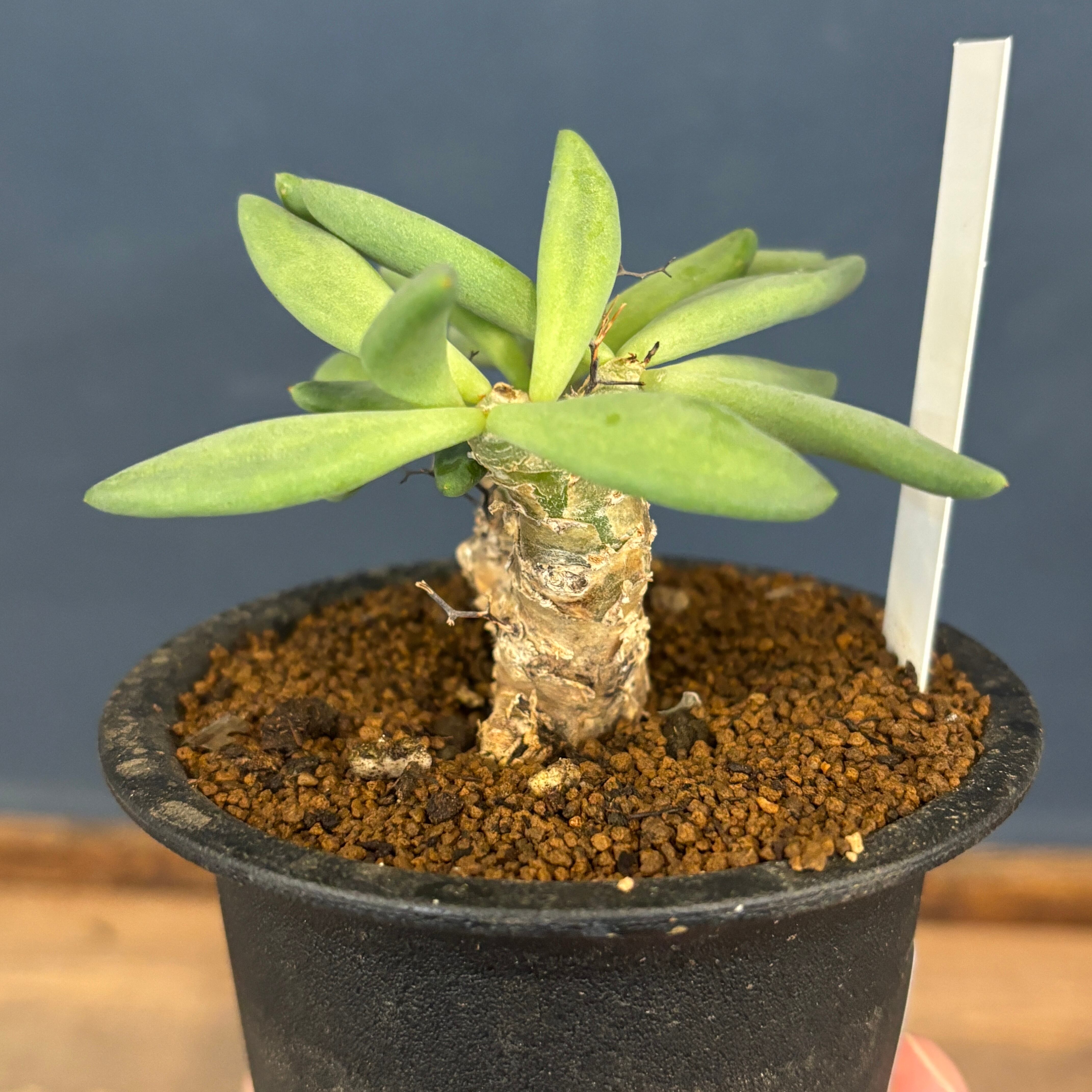 チレコドン レティキュラータス 万物想【637】 | PROTOLEAF プロトリーフ