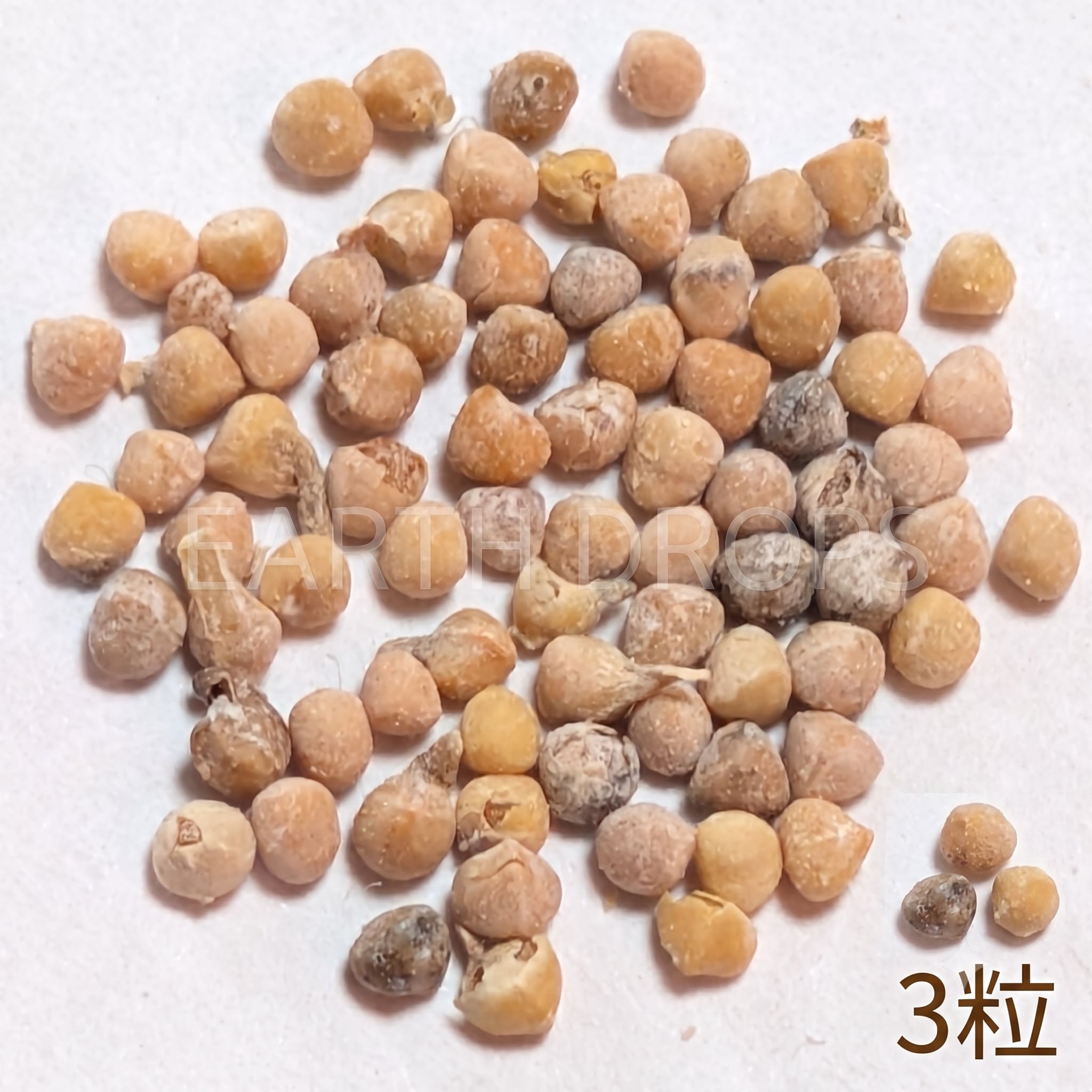 種子2粒」ドルステニア ギガス ブラータDorstenia gigas f. bullata