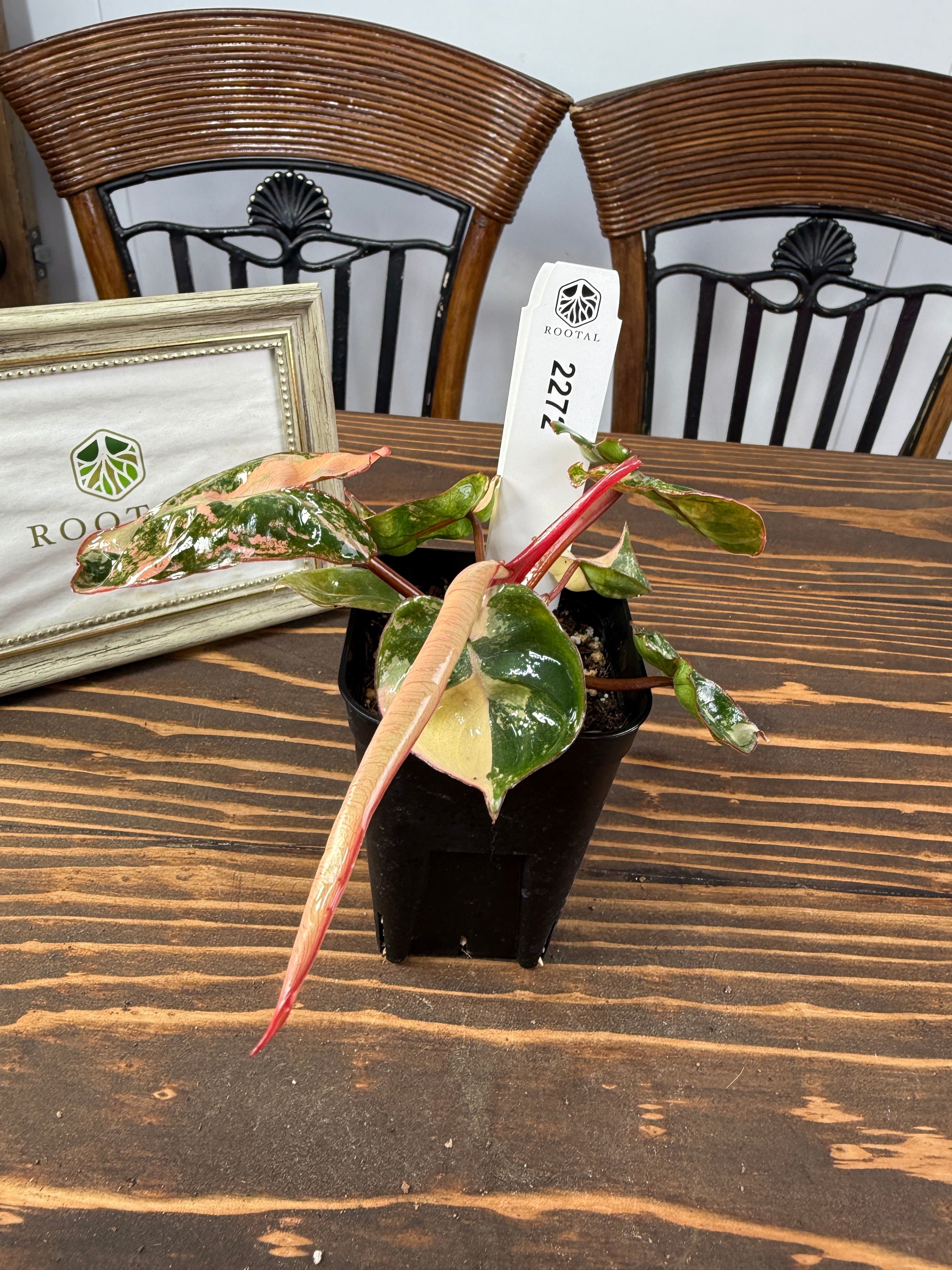 ★2272【赤茎映えの黄金斑】フィロデンドロン ビレッティア バリエガータ(2.5号ロング硬質ポット)