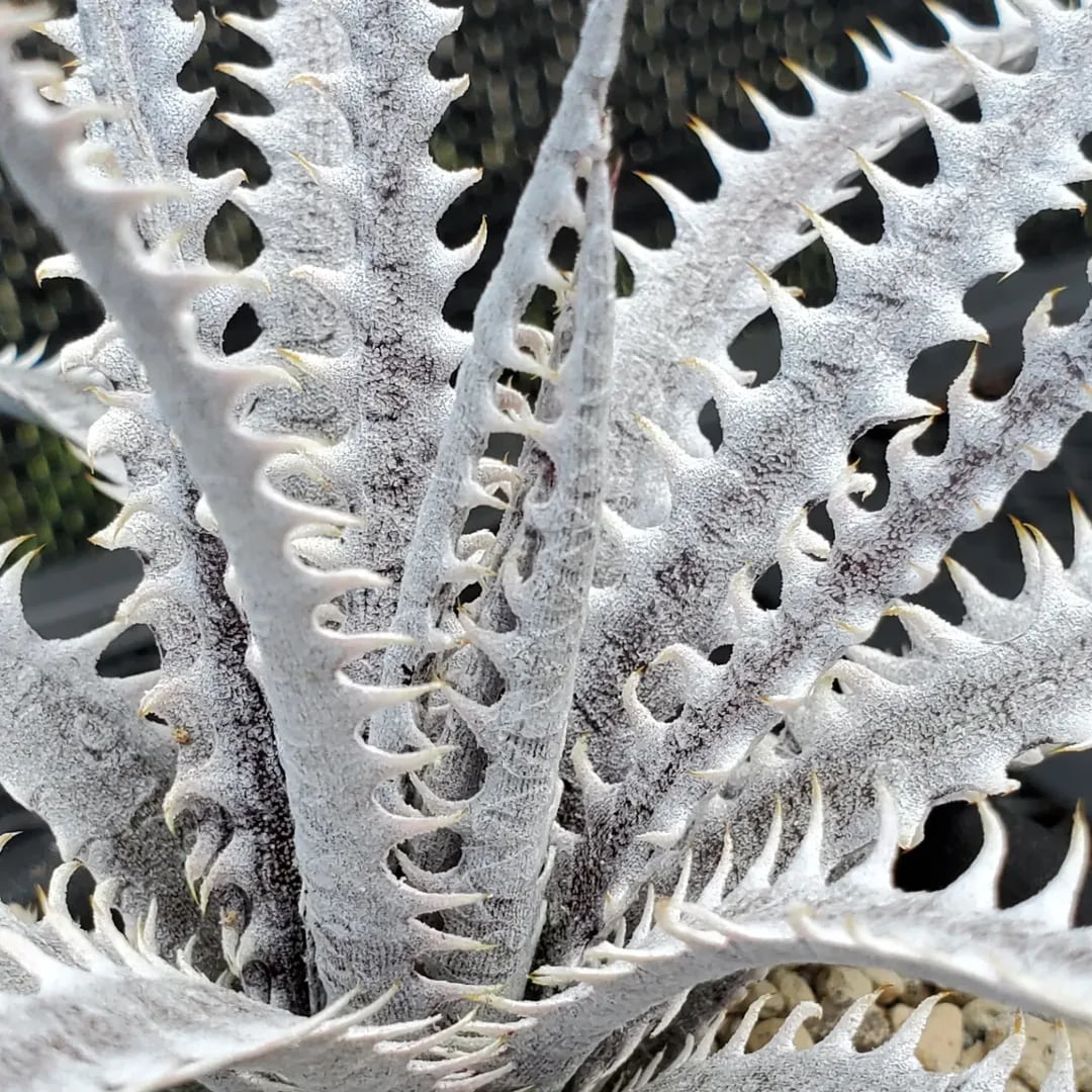 F00453_Dyckia 'Lonesome George'：ディッキア・ロンサムジョージ