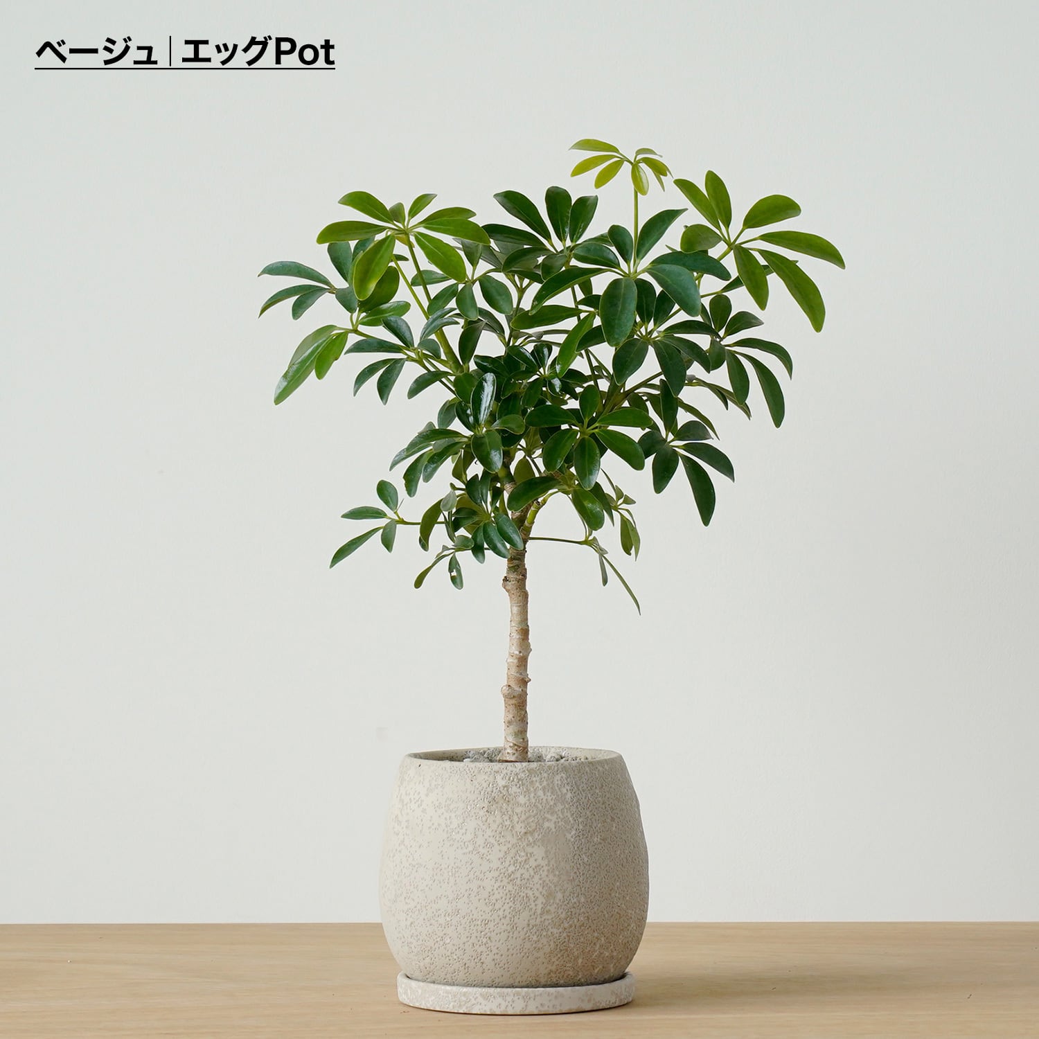 シェフレラ ホンコンコンパクタ | AYANAS（アヤナス）｜観葉植物の