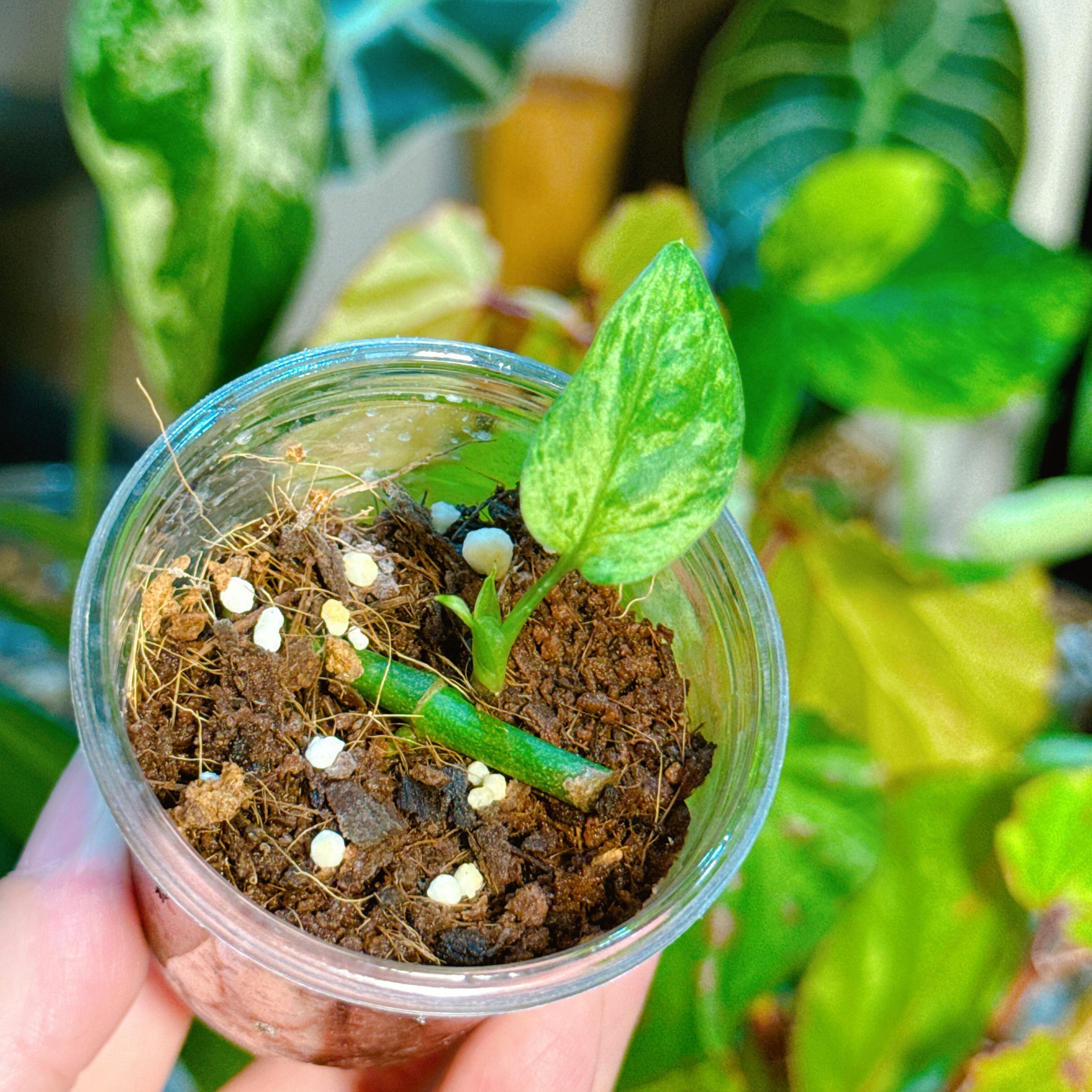 斑入りマドカズラ ハーフムーン