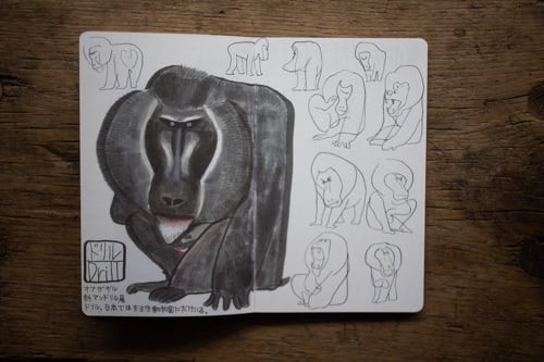 再入荷】SKETCH FROM THE ZOO ／TAKEUMA | casimasi