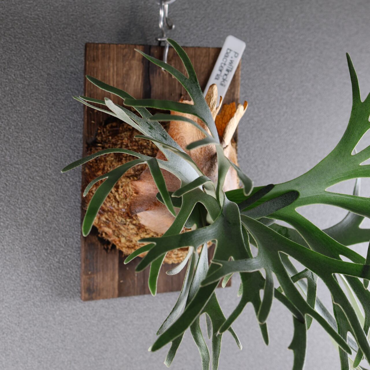 632『P.willinckii bacteria sporeling』観葉植物【送料無料】 | MARX