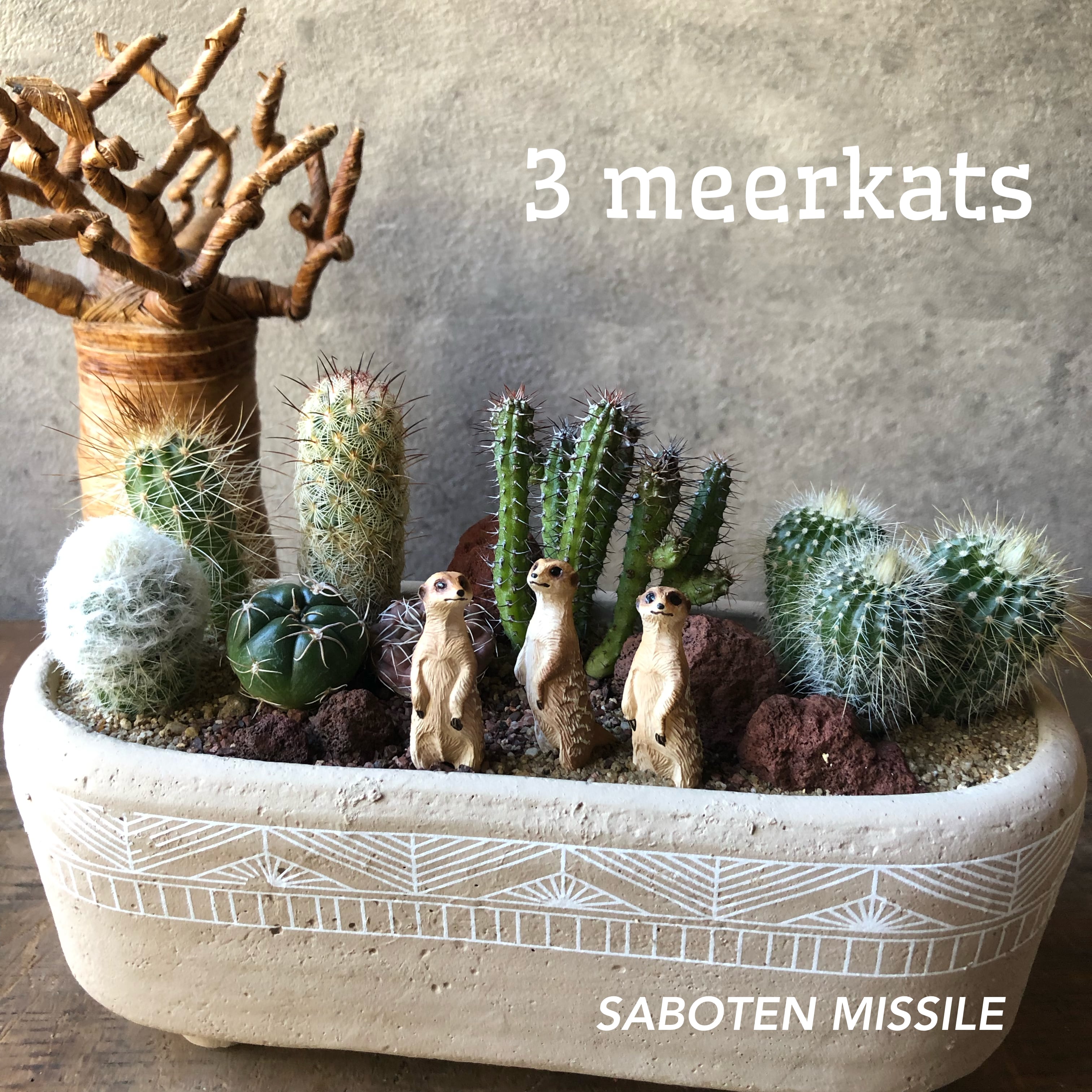 国産品 サボテンのミイラ Shop Display 店舗用品 Labelians Fr 国産品 サボテンのミイラ Shop Display 店舗用品 Labelians Fr