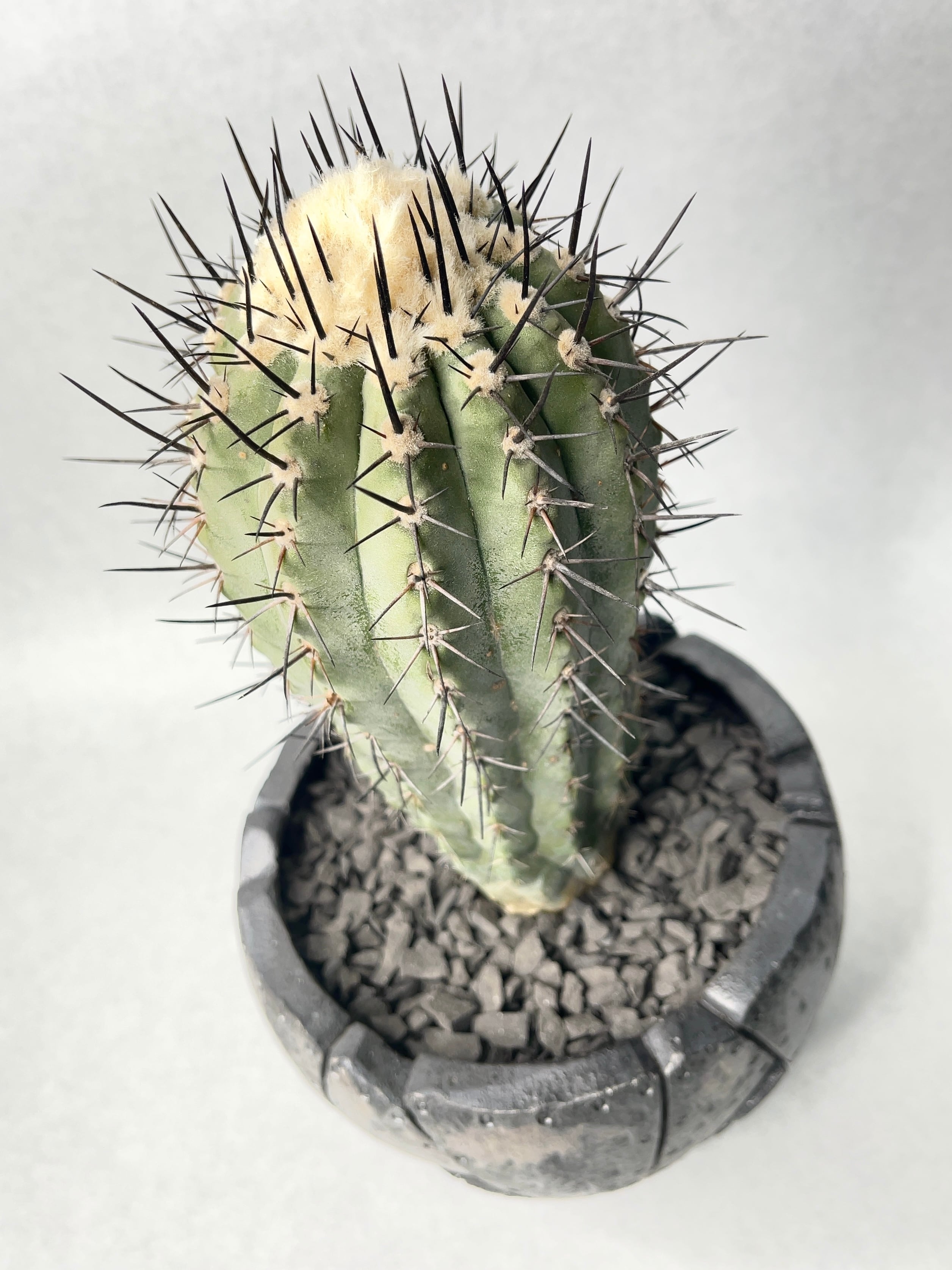 コピアポア　斑入り　カキコ　黒王丸　黒士冠 コピアポア 斑入り カキコ 黒王丸 黒士冠 黒士冠 | STORES