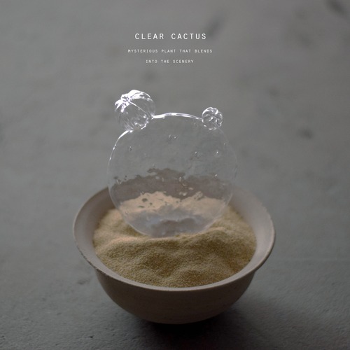 透明サボテン 008