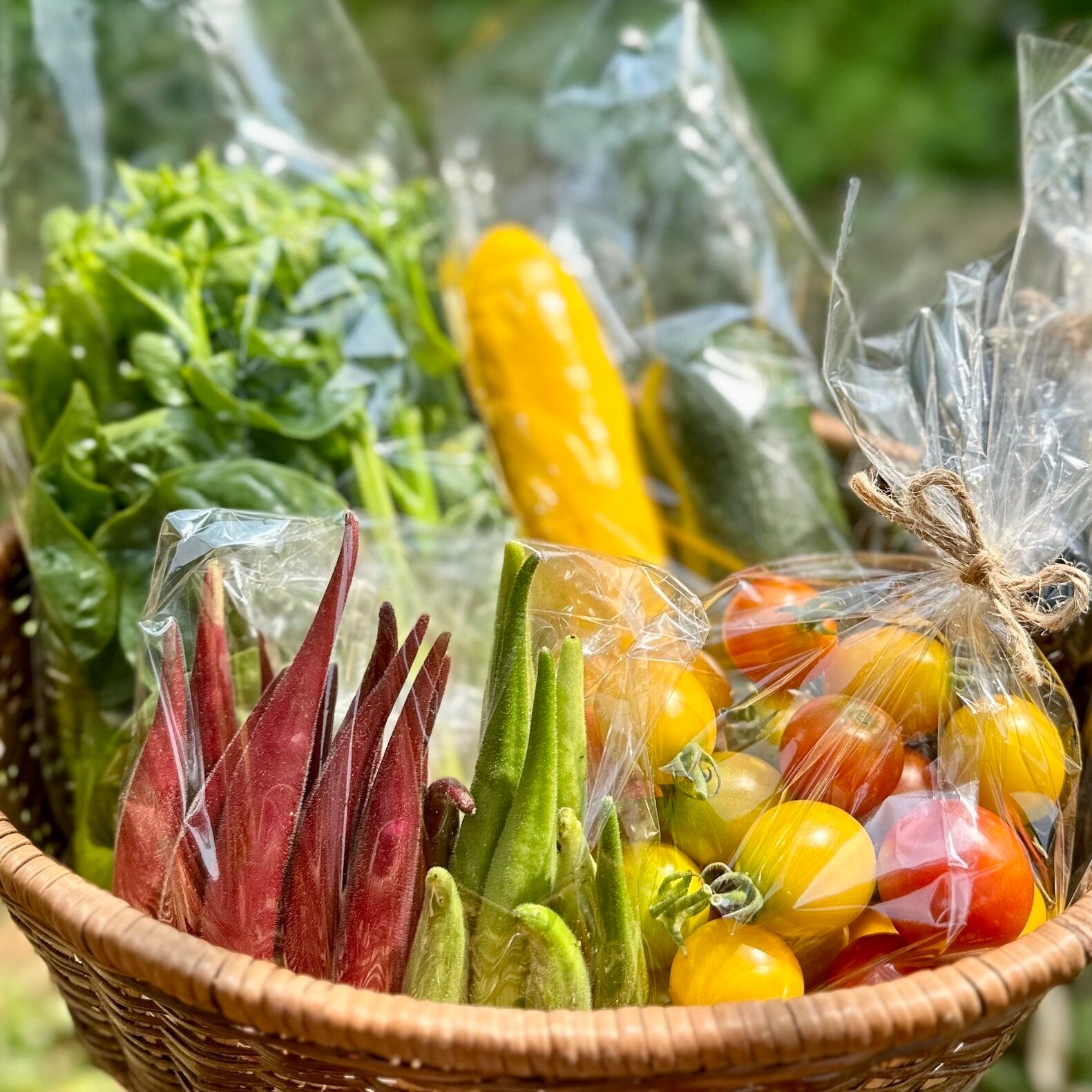 1箱お試し] 旬のお野菜セット｜yaoyam | yaoyam｜豊能町の野菜畑