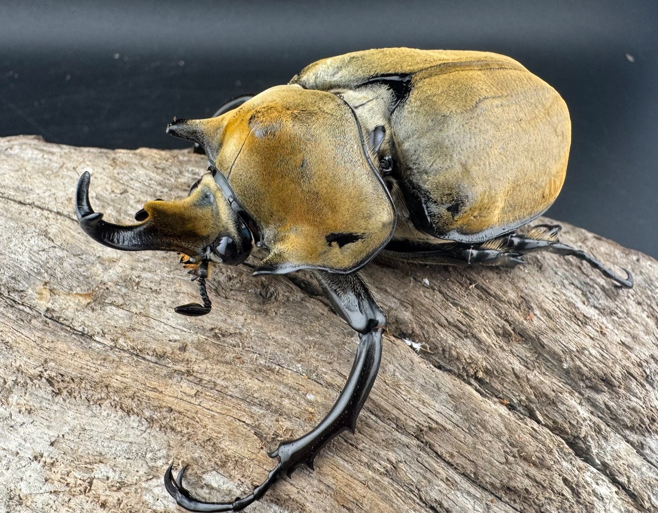 《エレファスゾウカブト 76.5mm ペア》