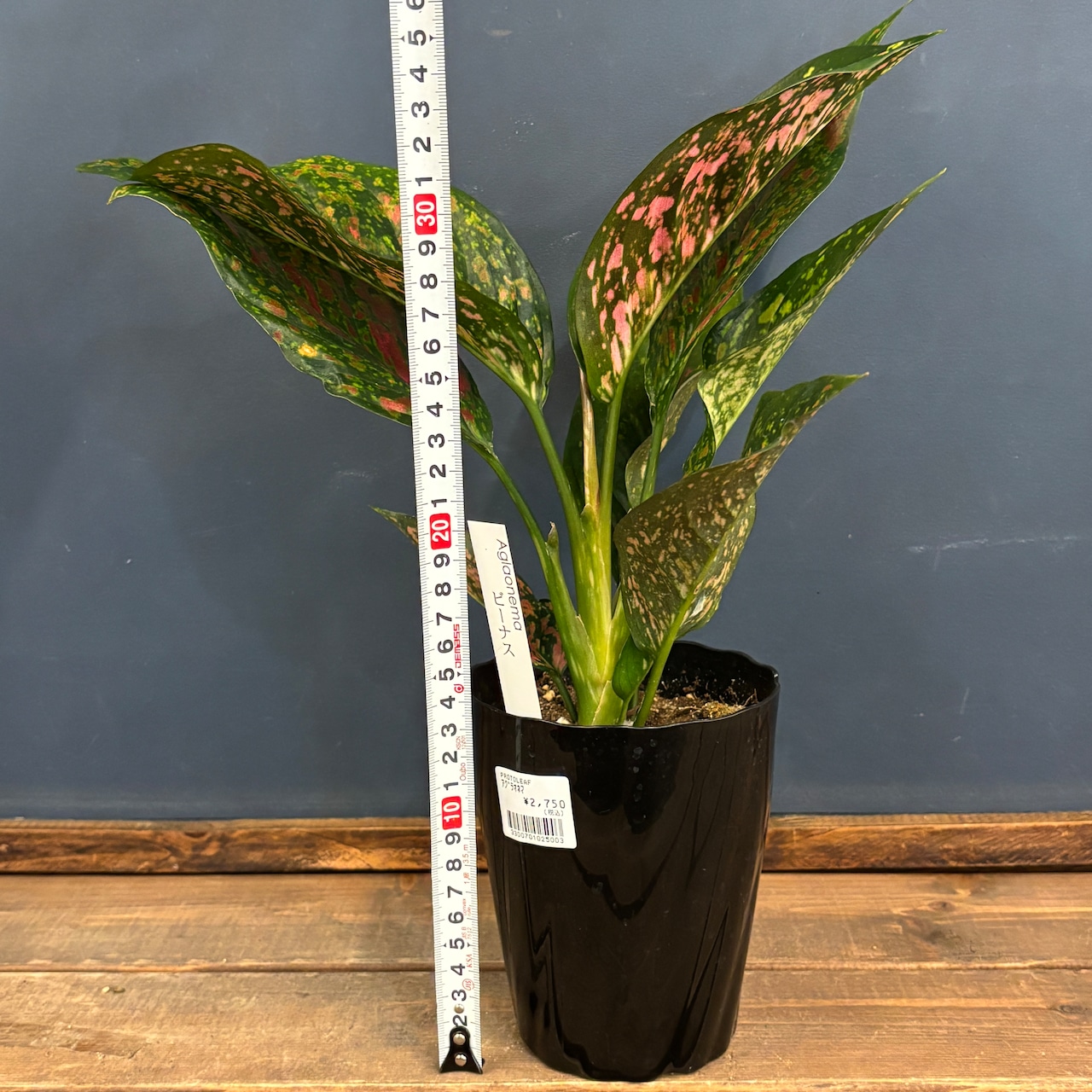 アグラオネマ ビーナス【70】