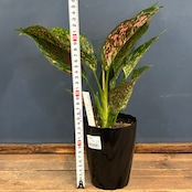 アグラオネマ ビーナス【70】