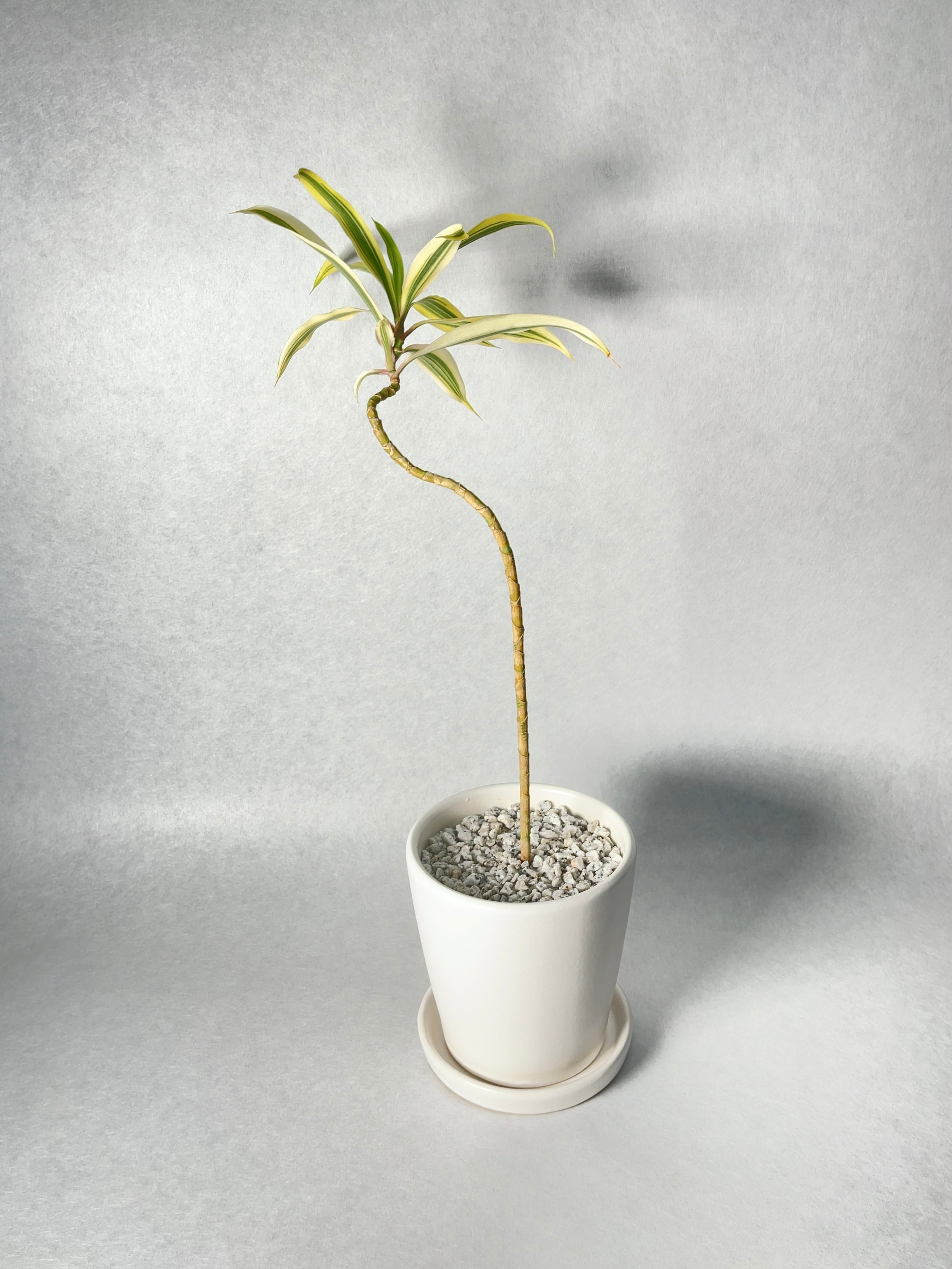 ドラセナ・ソングオブインディア | trigger