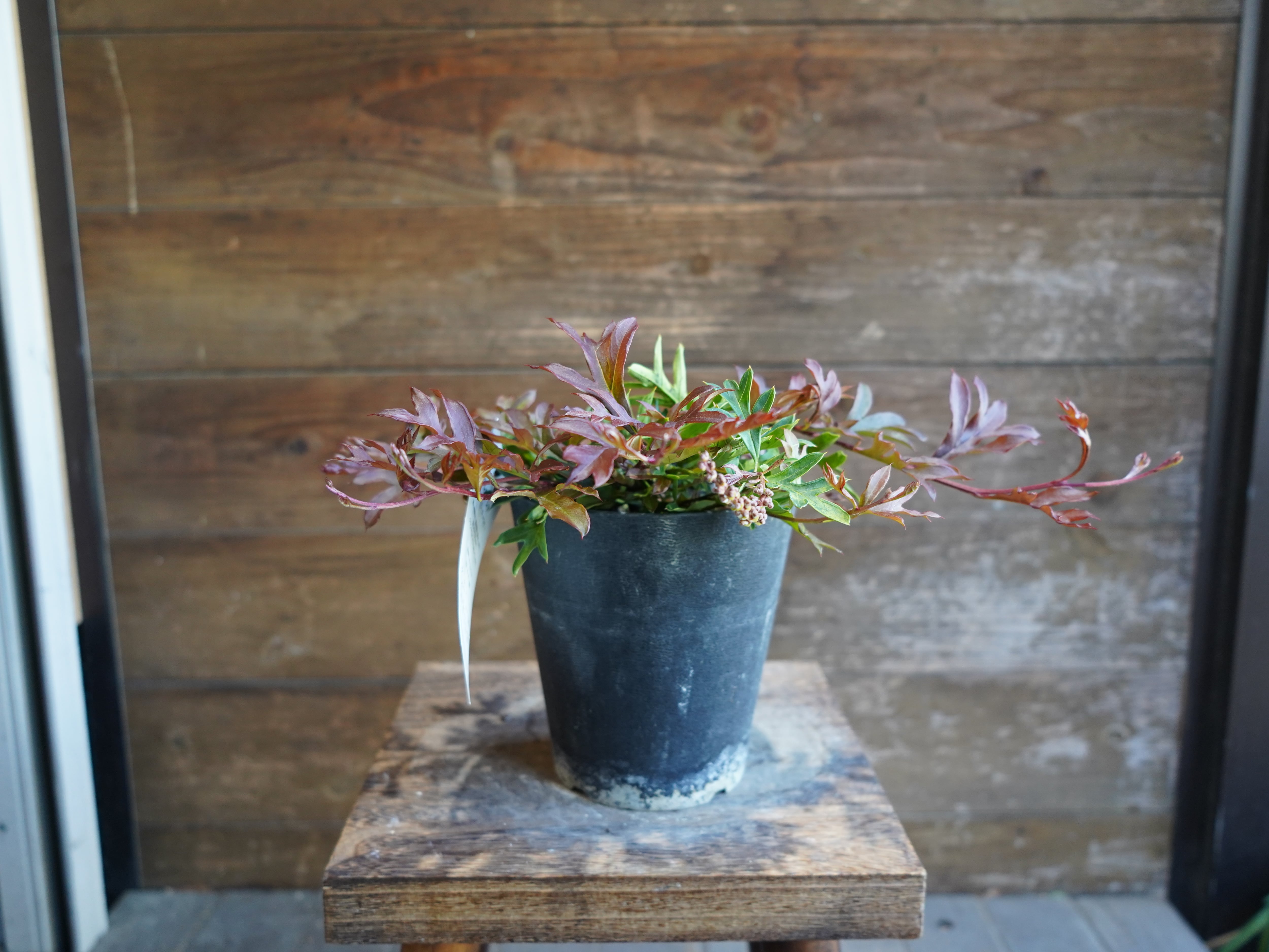 【現物】グレビレア　"ガウディチャウディ"　A