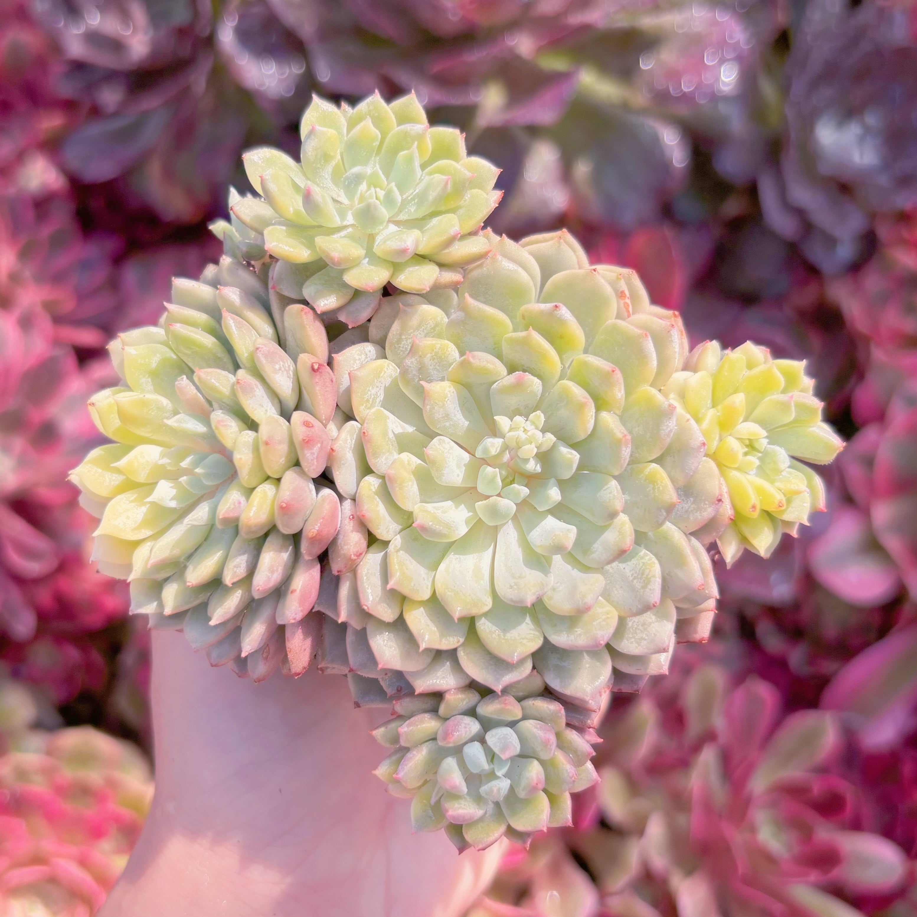 多肉植物　ルンデリー錦　群生　新入荷　るる農園