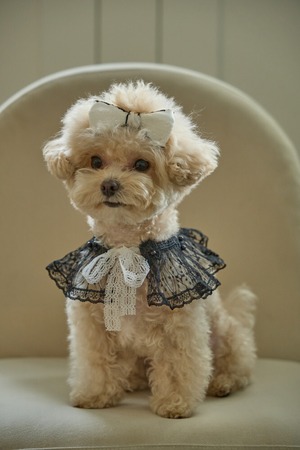 予約【cocolauren】Bloom Lace Cape