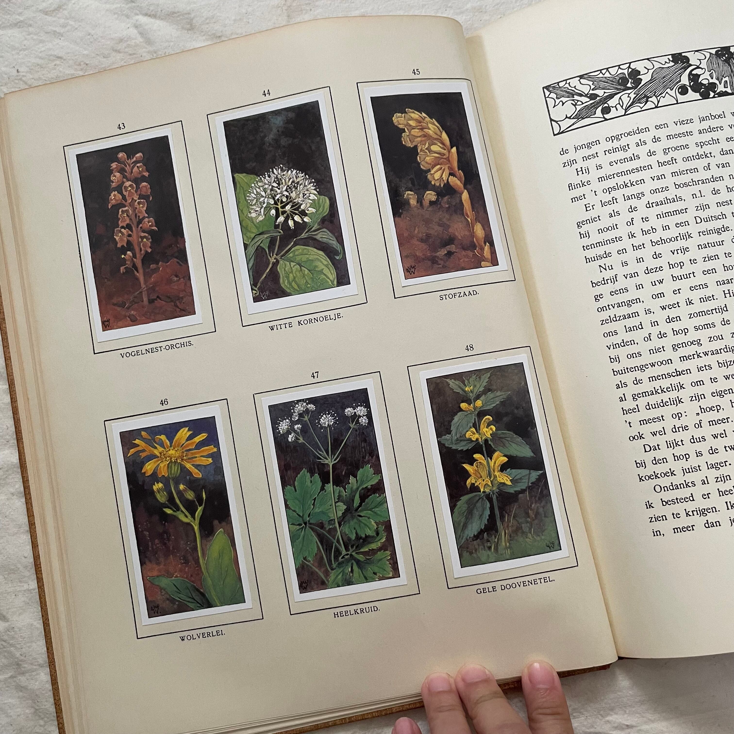 動植物と風景の本