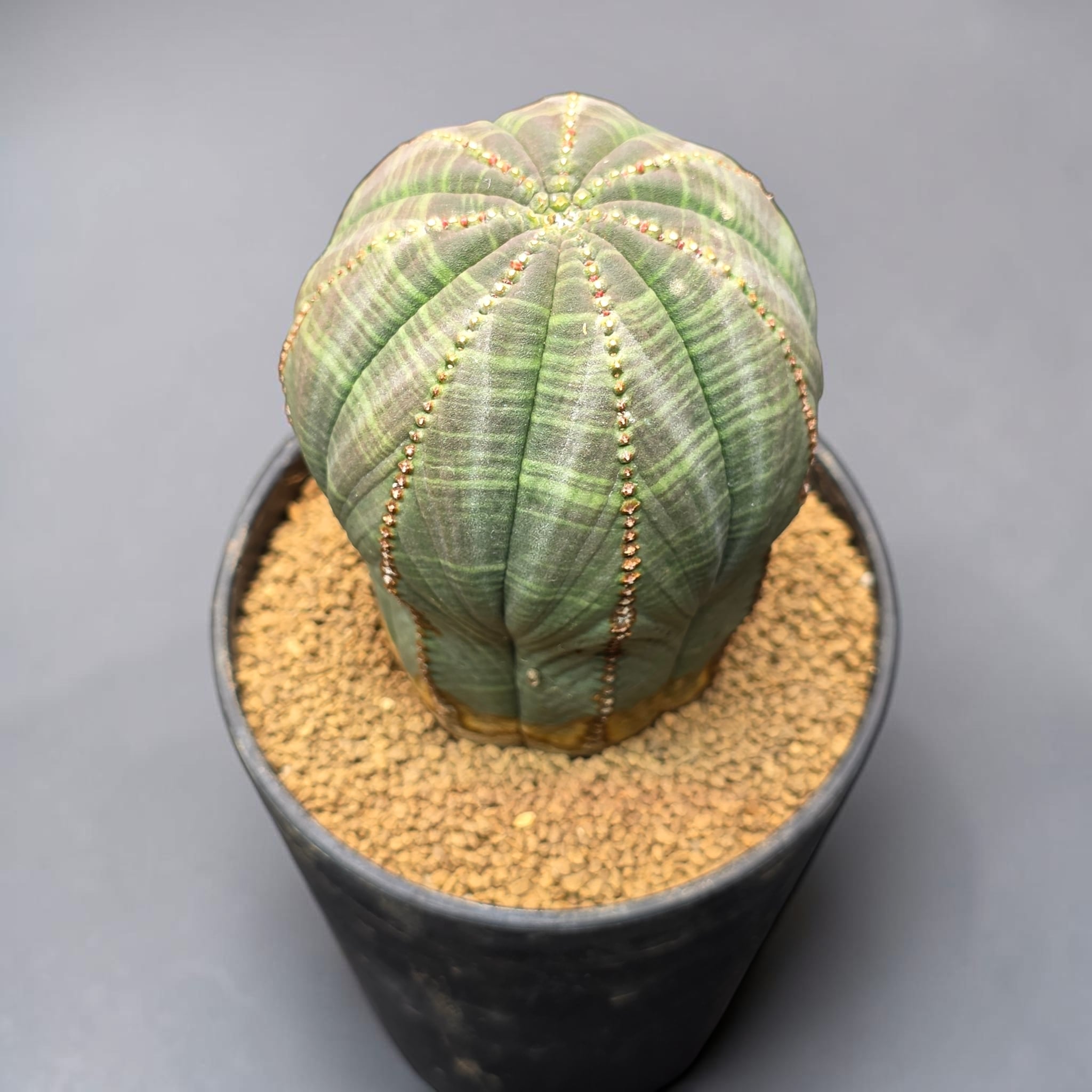ユーフォルビア オベサ オールド (特大美株) / Euphorbia obesa