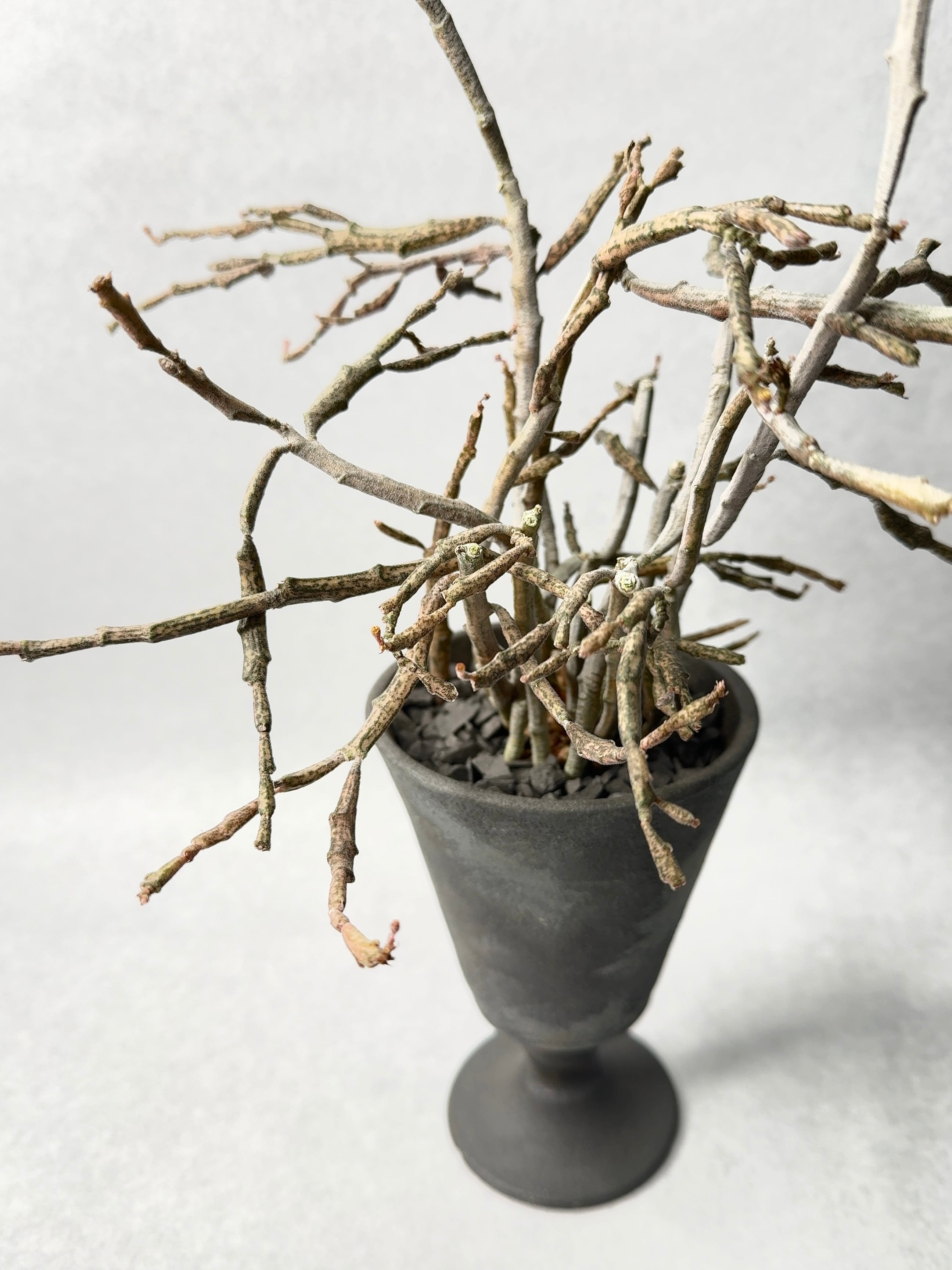 ユーフォルビア・プラティクラダ ユーフォルビア・プラティクラダ | Nature Garland／deco flower＆plants