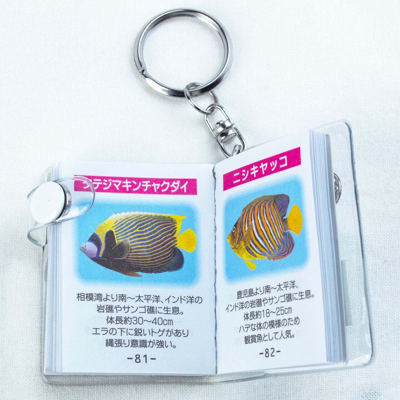 水族館の人気者 マメ辞典 ザ アクセス Base店