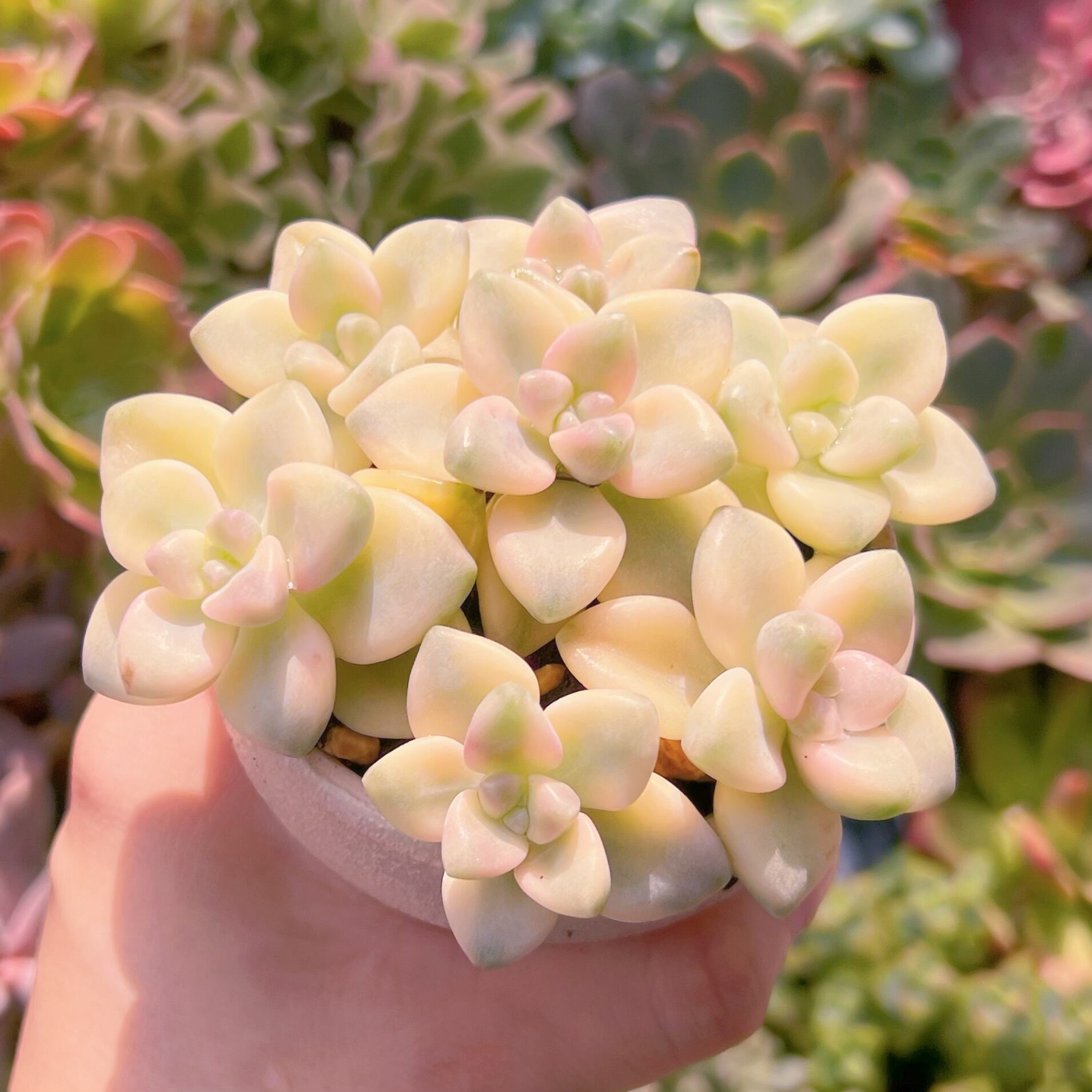 多肉植物 艶美人錦 微根 ネコポス発送 【公式通販】