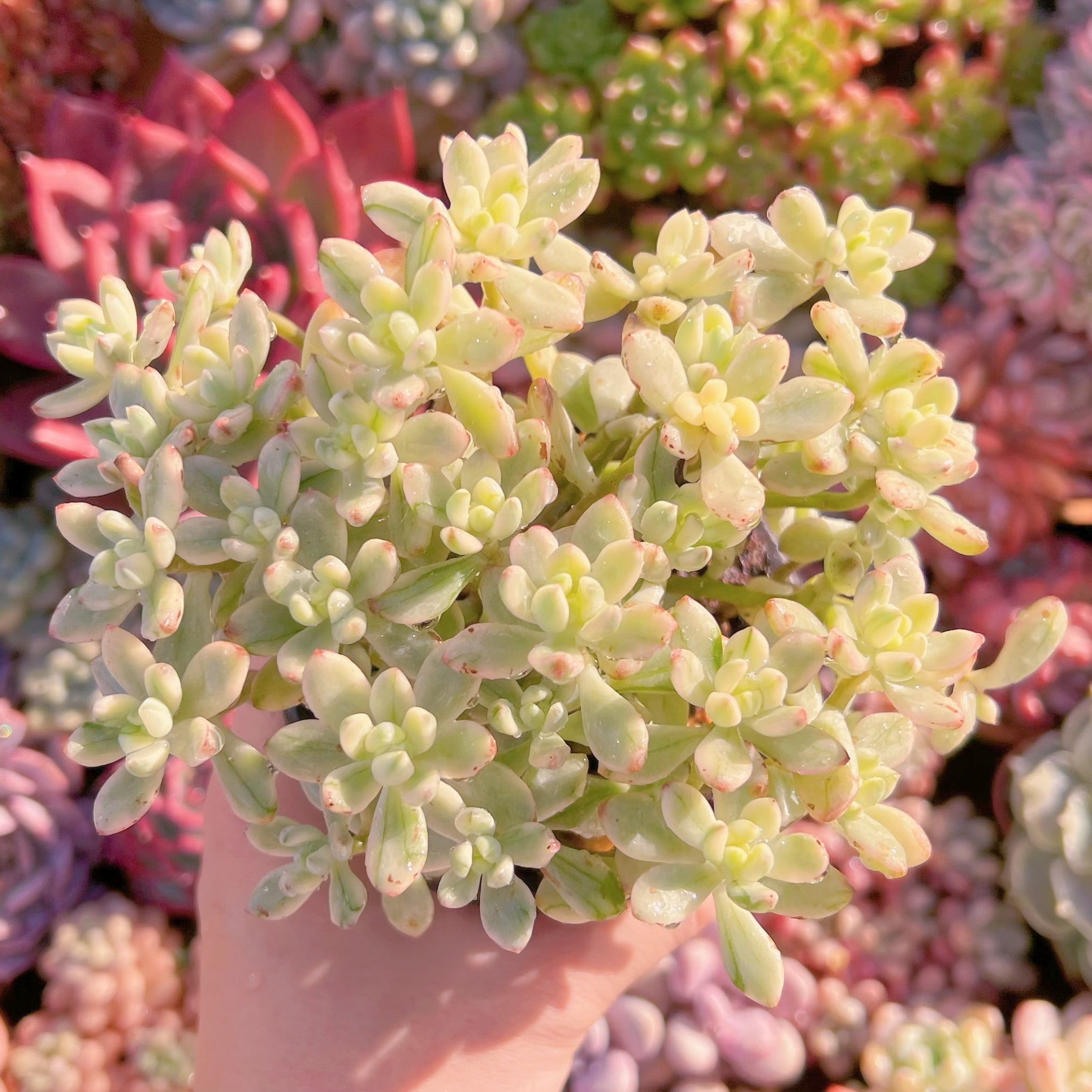 現品　マイキーシュガー錦#680　群生　新入荷