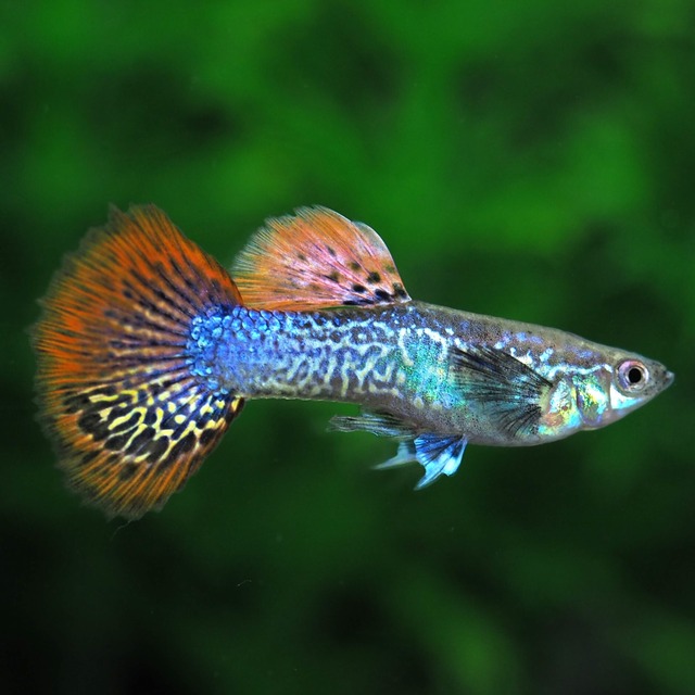 レッドドラゴン 2ペア