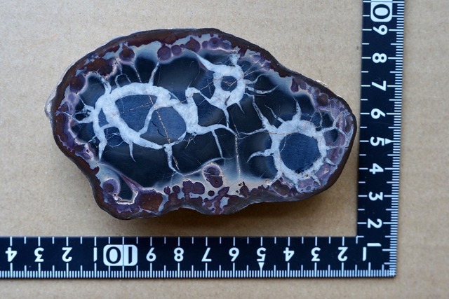 セプタリア　Septaria　③