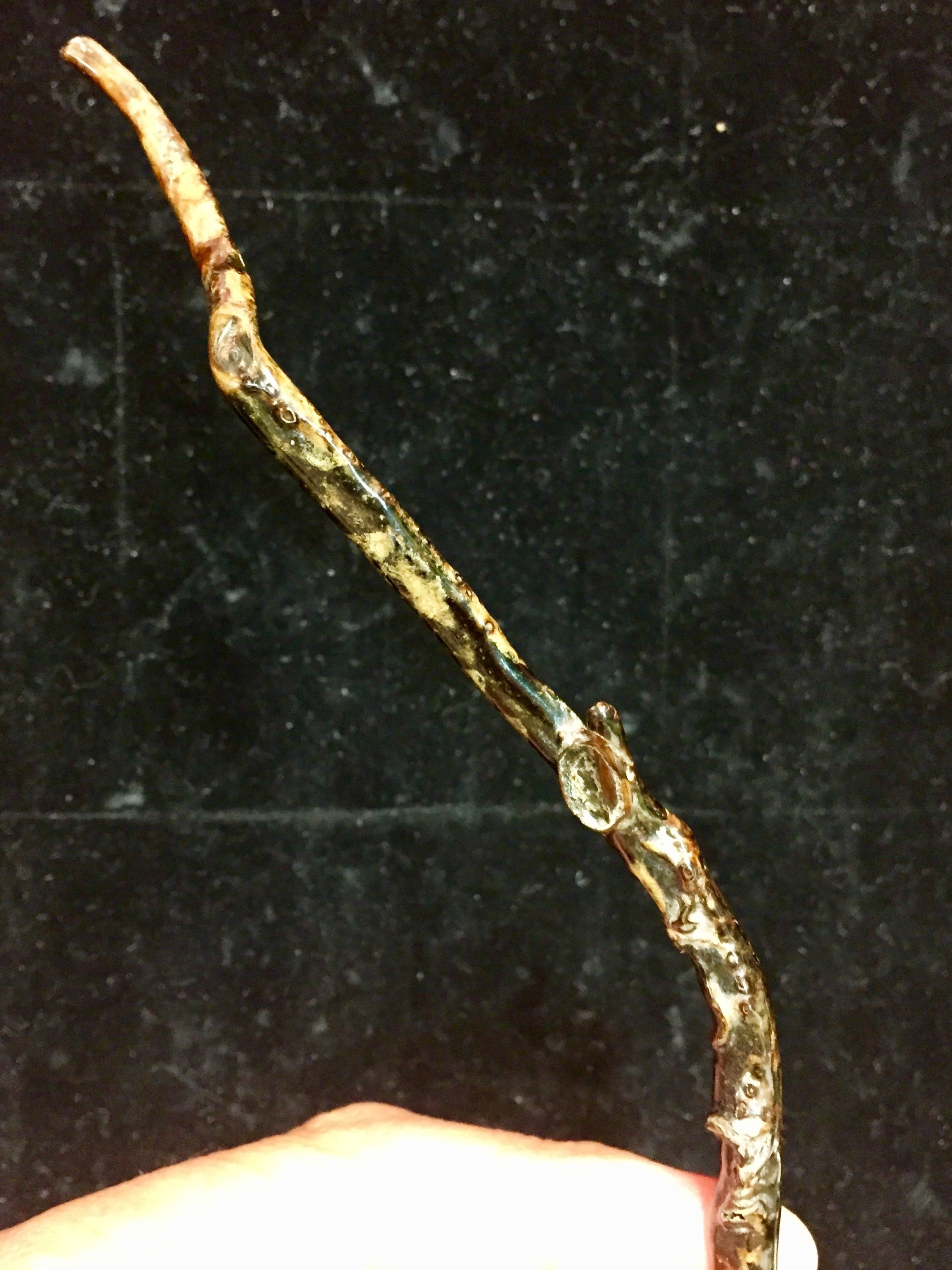 2) 深海サンゴ(太平洋産ウリ)