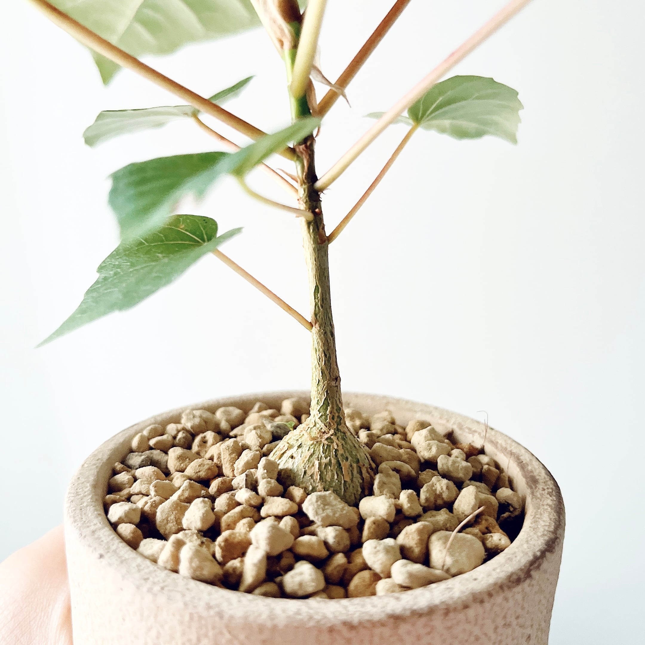 フィカス ベンガレンシス 希少 極太 朴立ち 観葉植物 大型 calm cafe