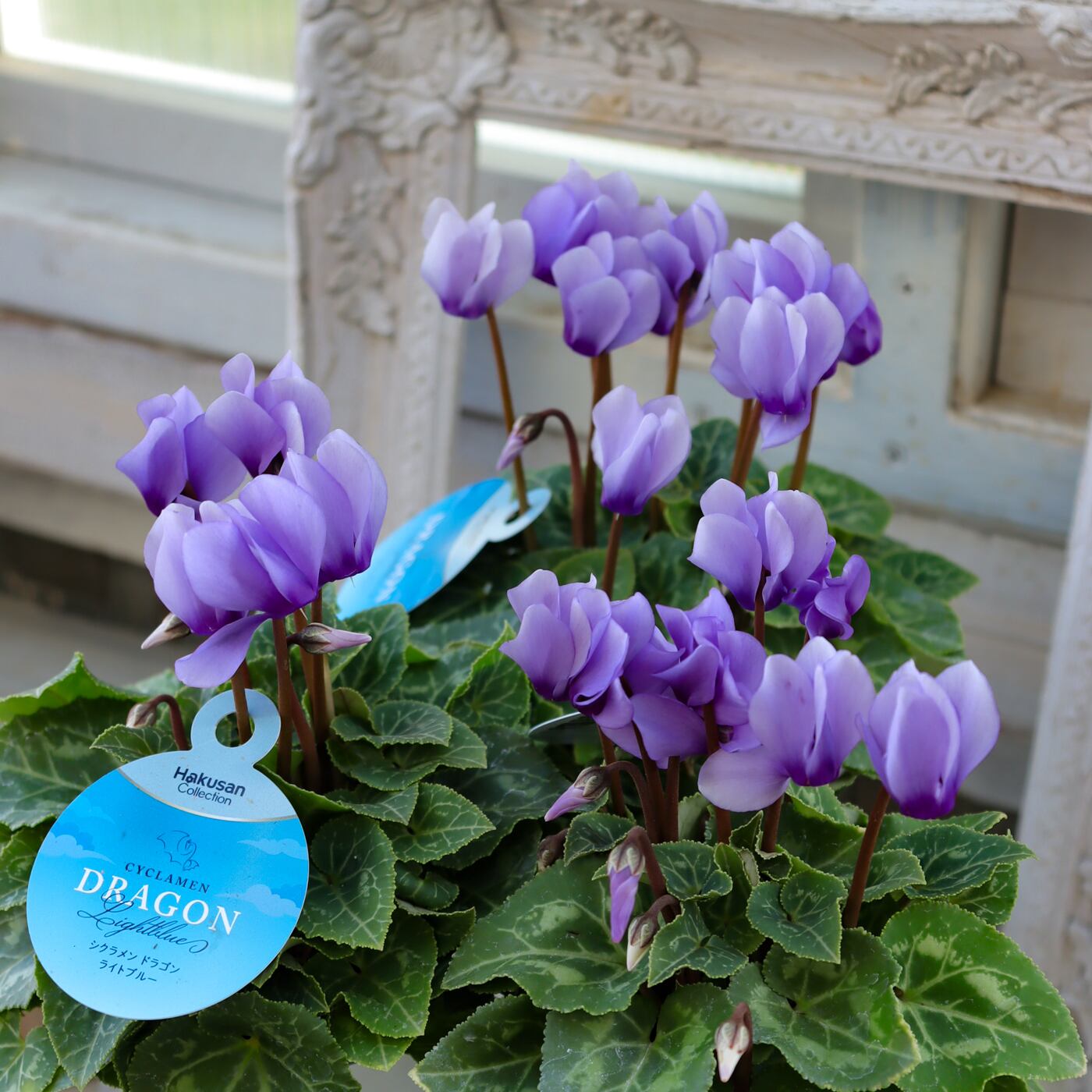 再入荷｜シクラメン “ドラゴン” ライトブルー｜幻想的な青～紫の美しさ