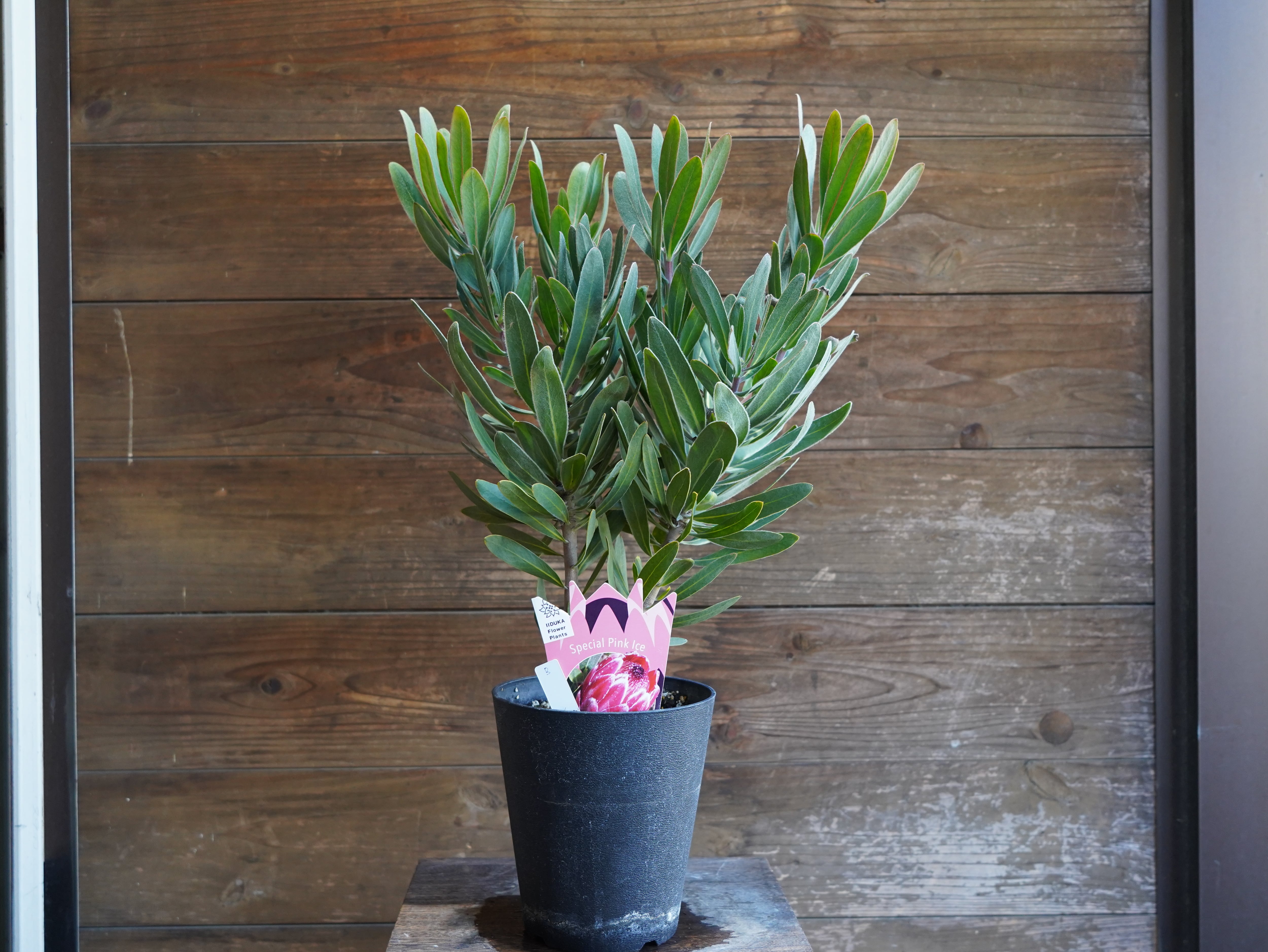 【現物】プロテア　”スペシャルピンクアイス”　B