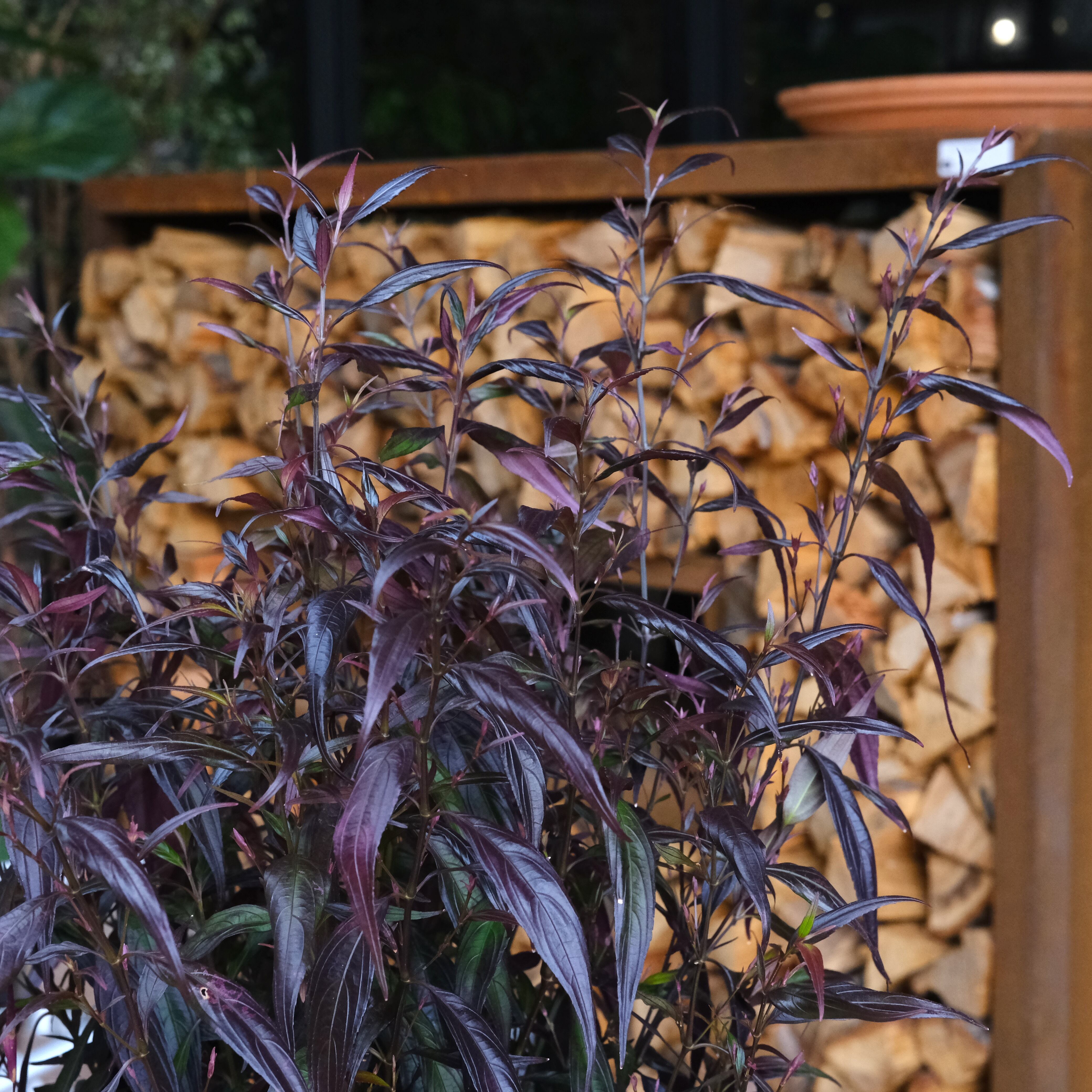 ストロビランテス　ブルネッティー　10号ロング 楽天市場】育てて楽しい、ストロビランテス・ブルネッティー屋外 植物